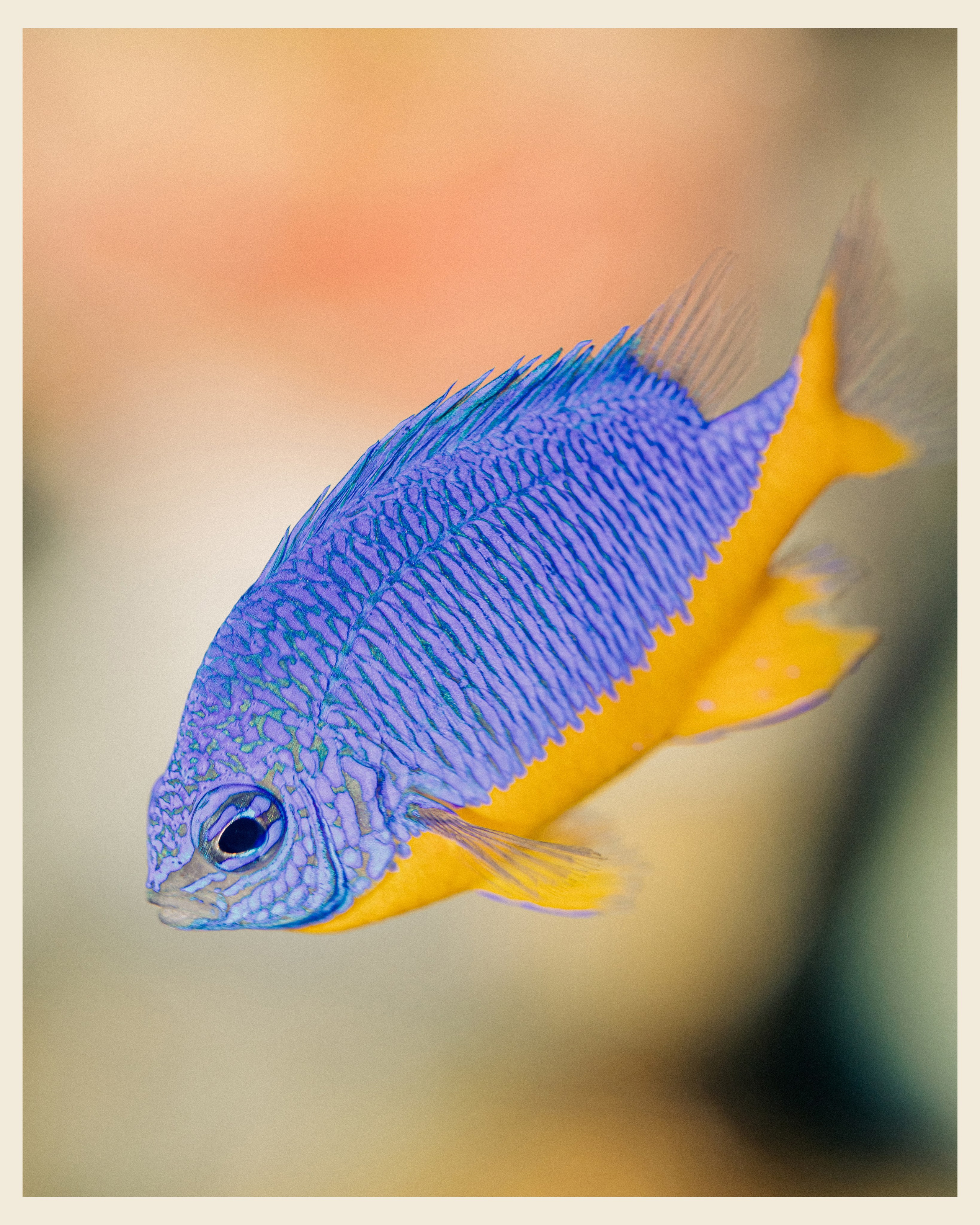 AILAND x VANO. Ivan Petrov photographer