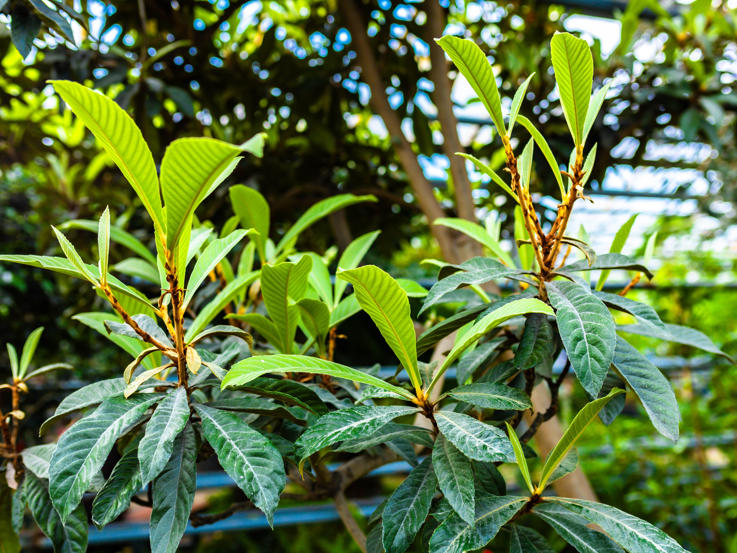 Фотографии природы Липецка. Свадебный и семейный фотограф Виолетта в Липецке