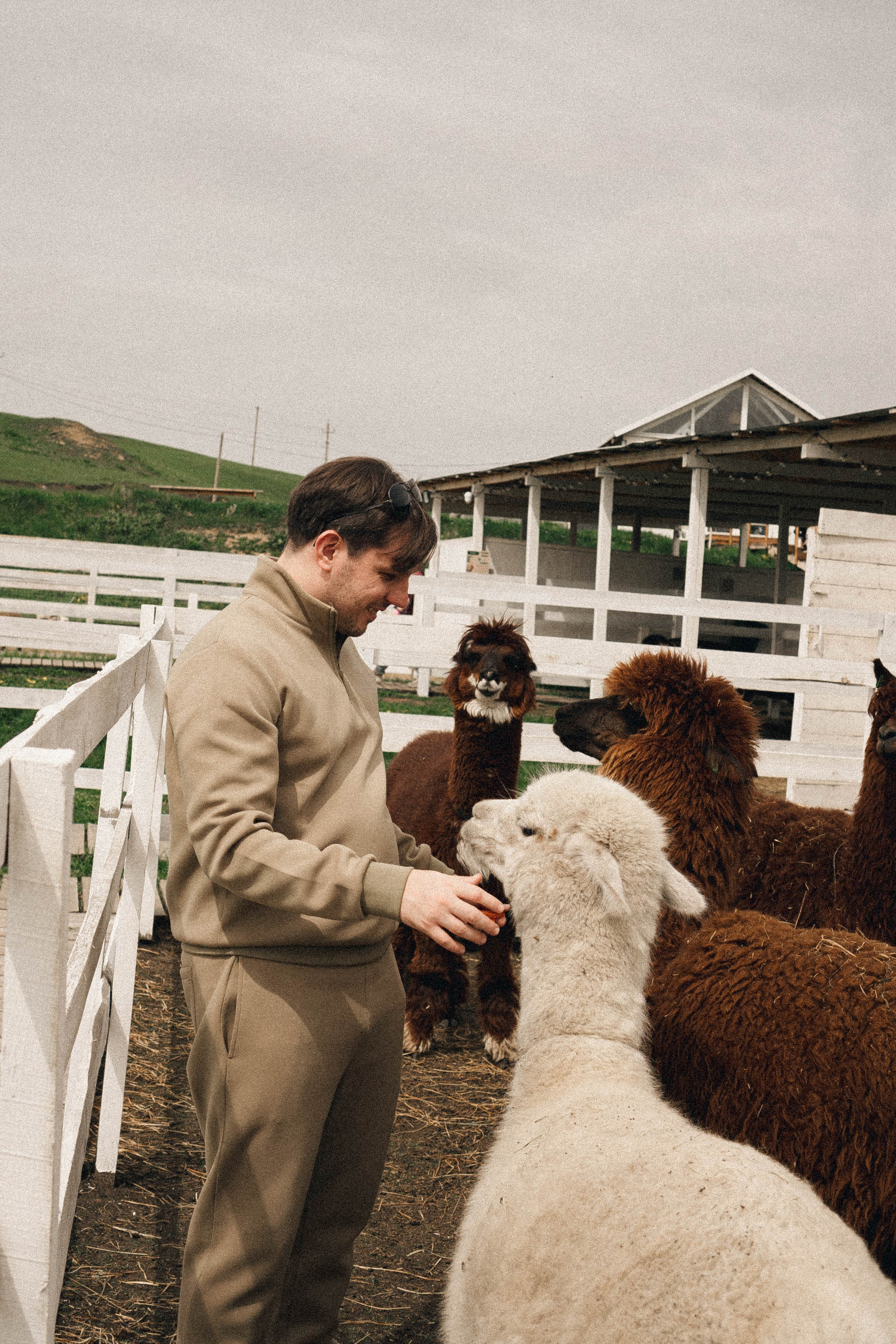 Ферма Альпак. Профессиональный фотограф, Санкт-Петербург — Виктория Богомолова