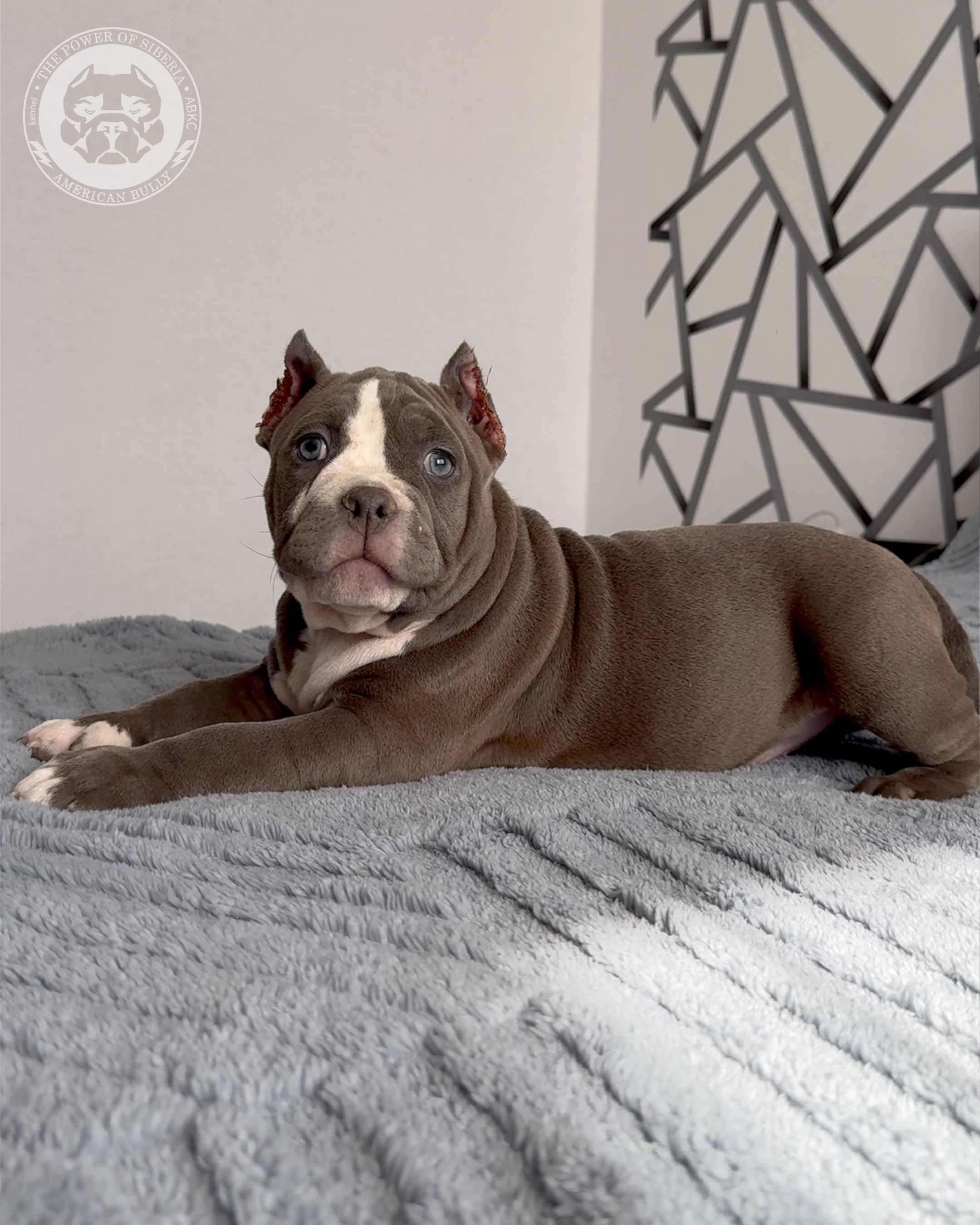 29.12.25-Терри-Локо. Американский Булли в г. Ростов-на-Дону. Питомник THE POWER OF SIBERIA