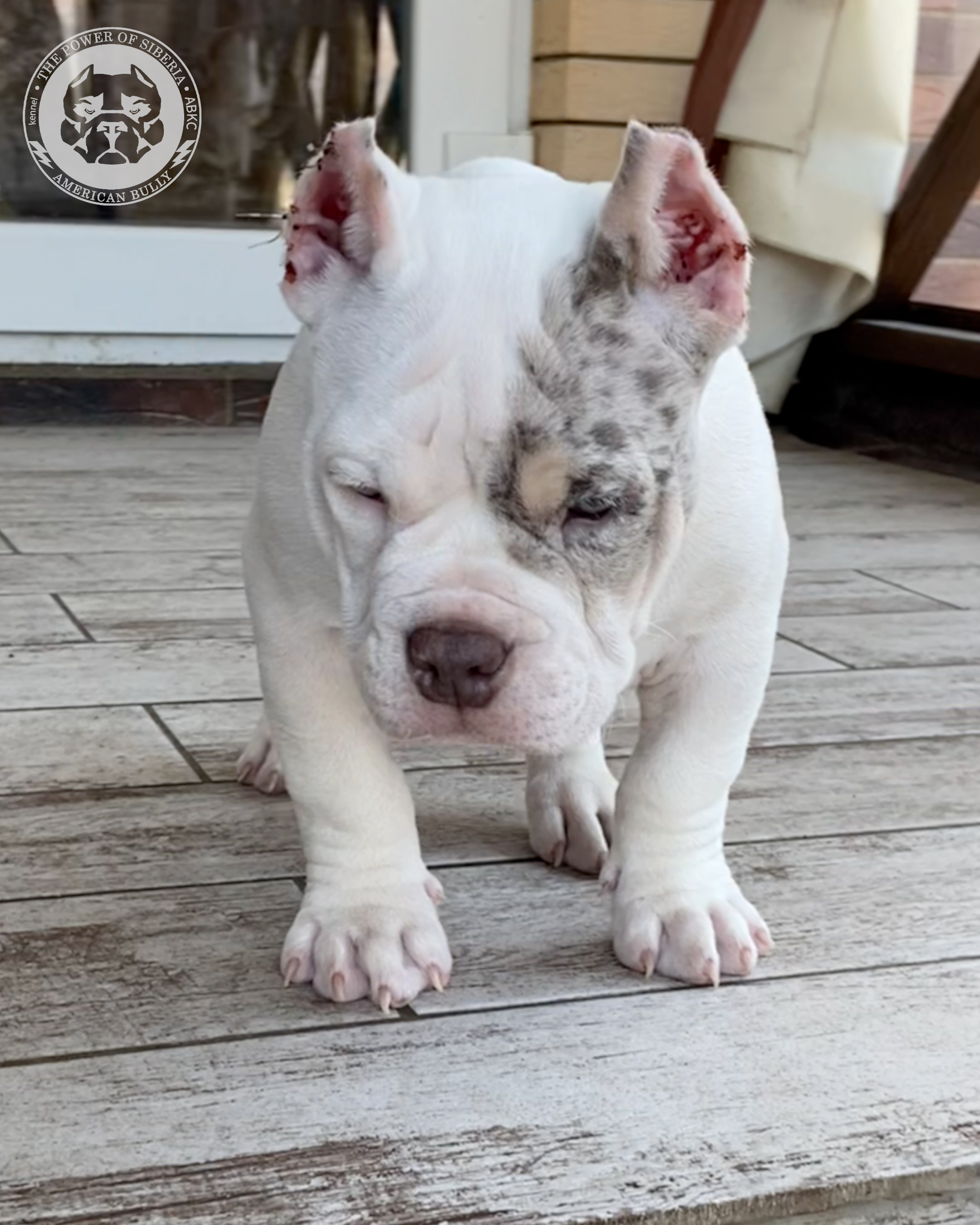 Свободные щенки Американский Булли покет. Американский Булли в г. Ростов-на-Дону. Питомник THE POWER OF SIBERIA