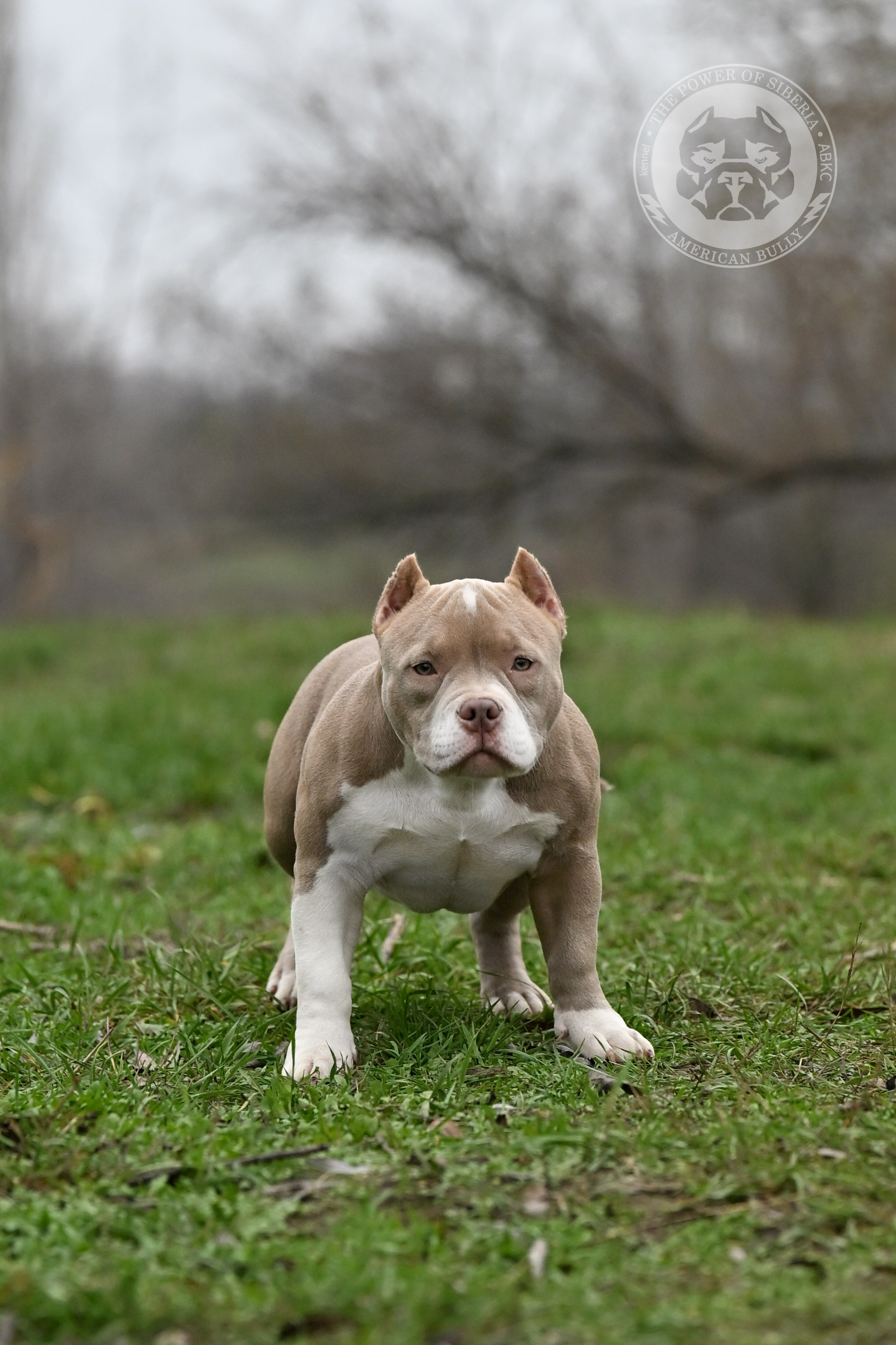 NIRVANA KENNEL LEONA — TPOS. Американский Булли в г. Ростов-на-Дону. Питомник THE POWER OF SIBERIA