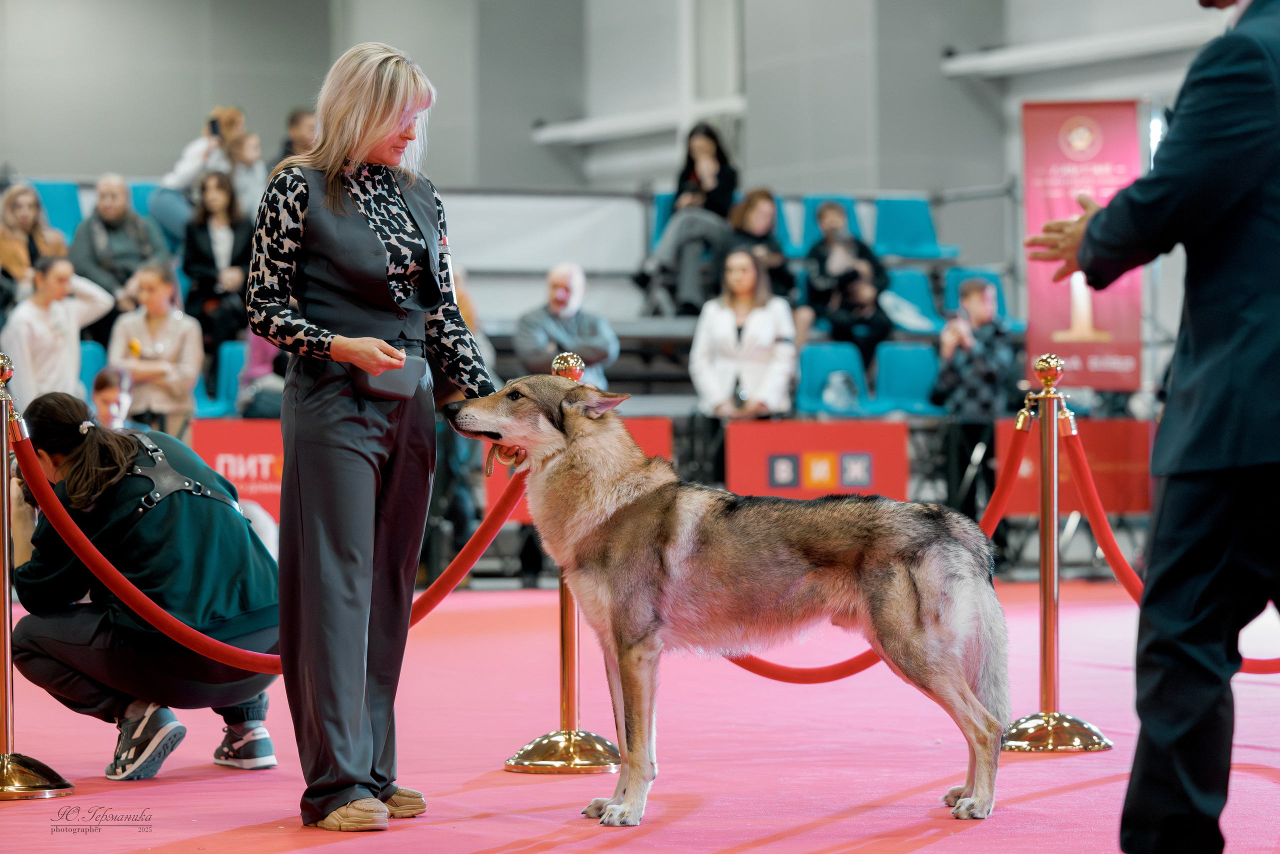 Лучшие собаки России 2025. Фотограф-анималист Юлия Германика
