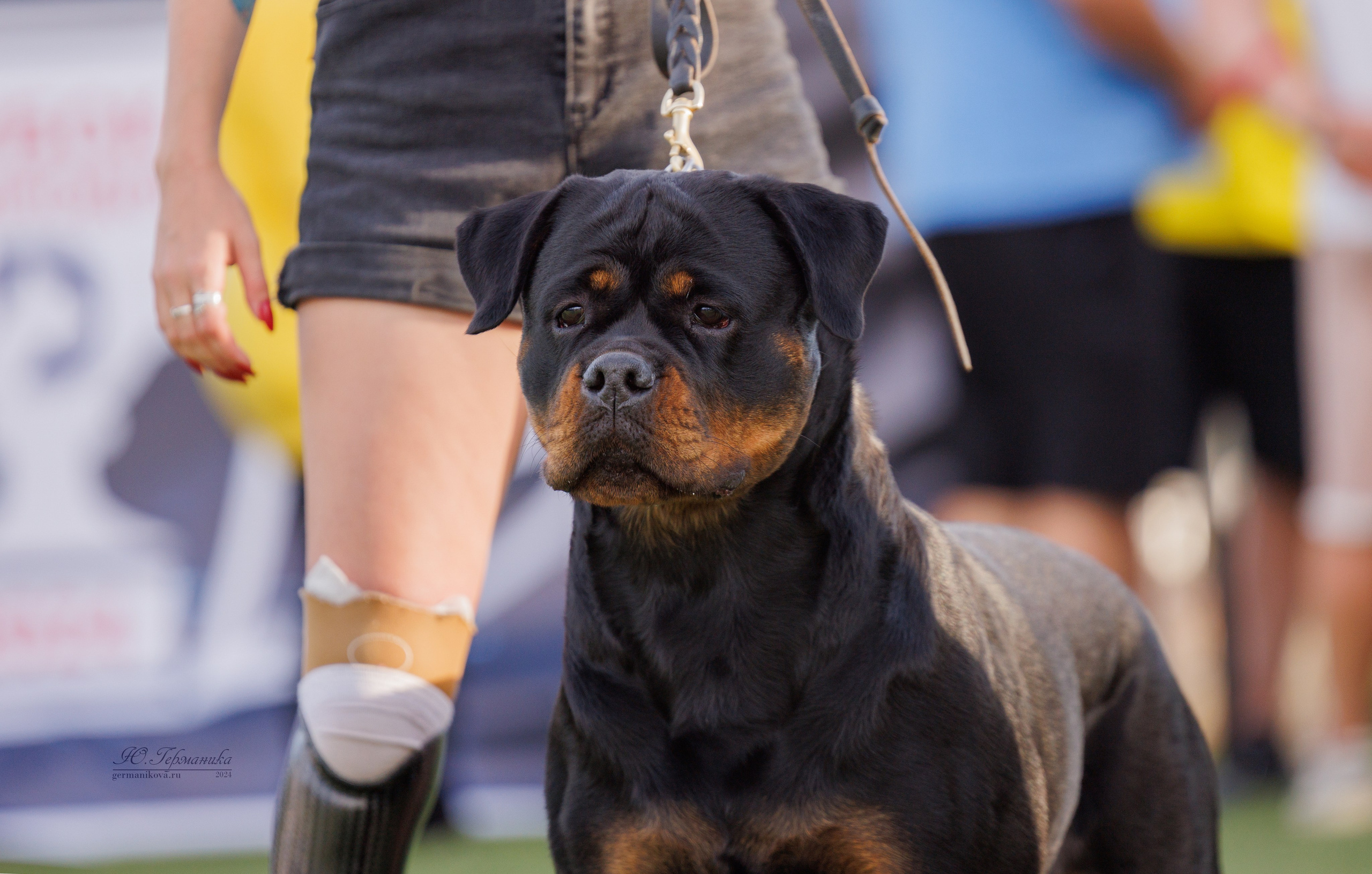 Анапа ротвейлеры 14-15.09.2024. Фотограф-анималист Юлия Германика