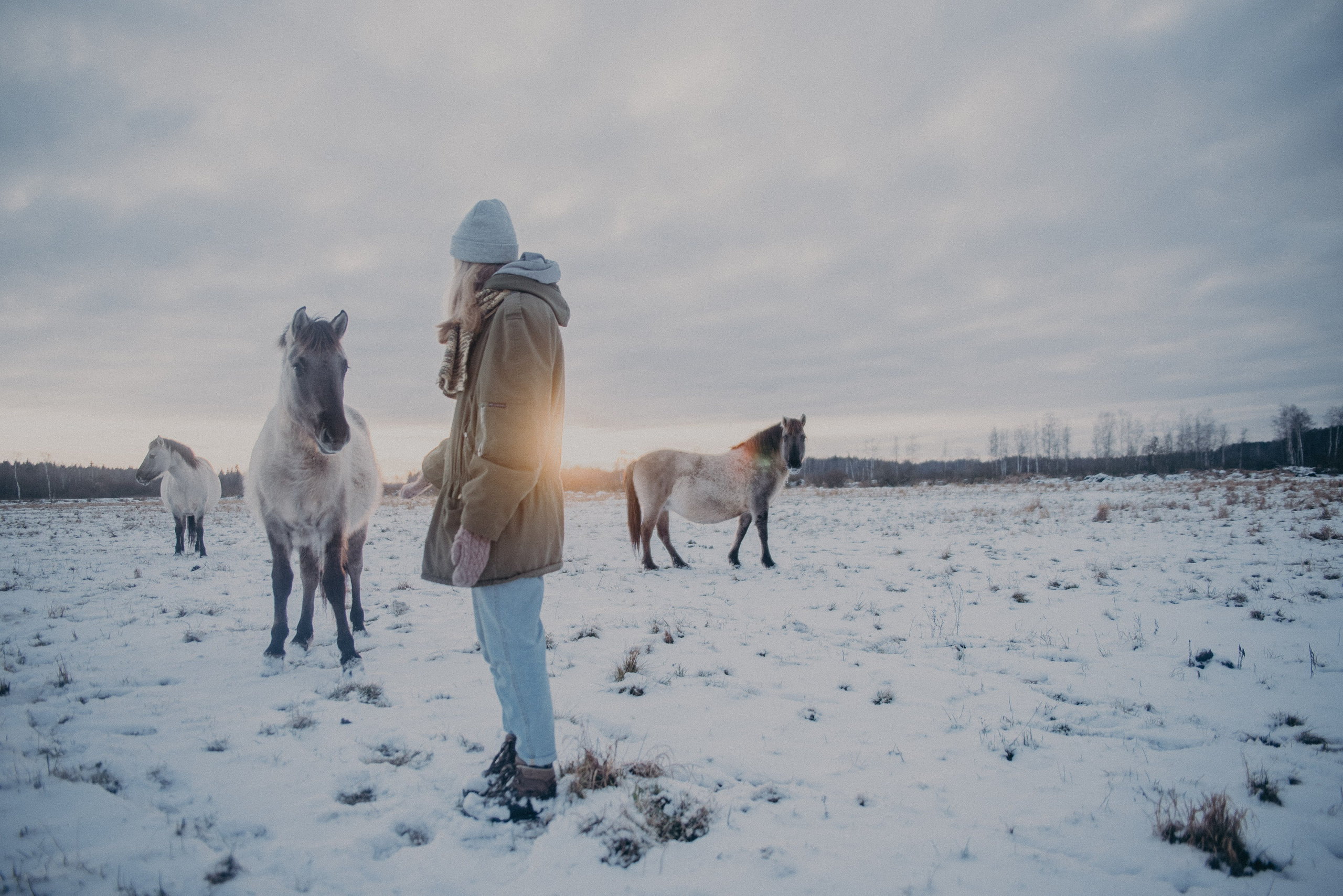 Тарпаны. Anita_photo