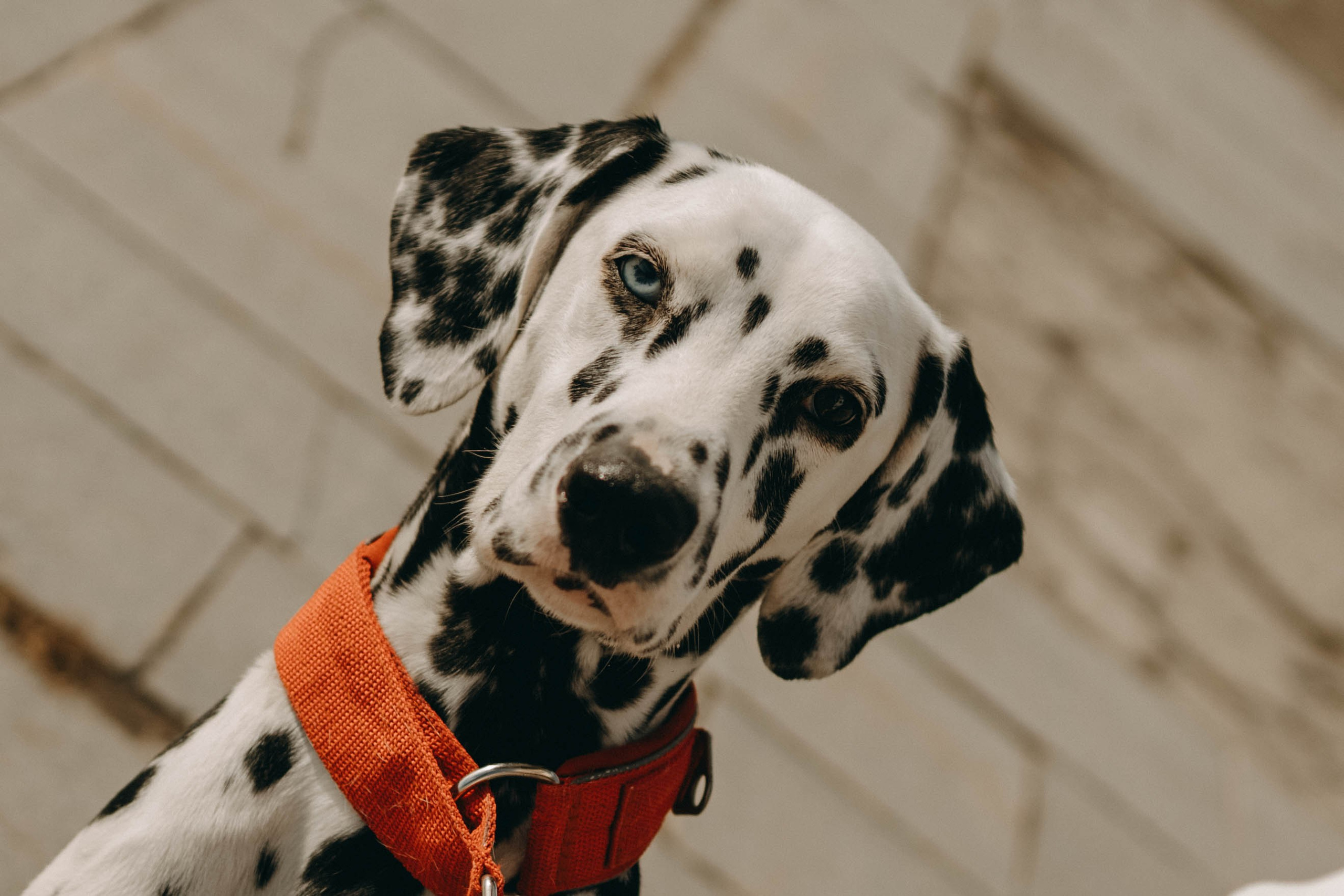 Диана и Лекса. Фотограф-анималист в Екатеринбурге | Кристина