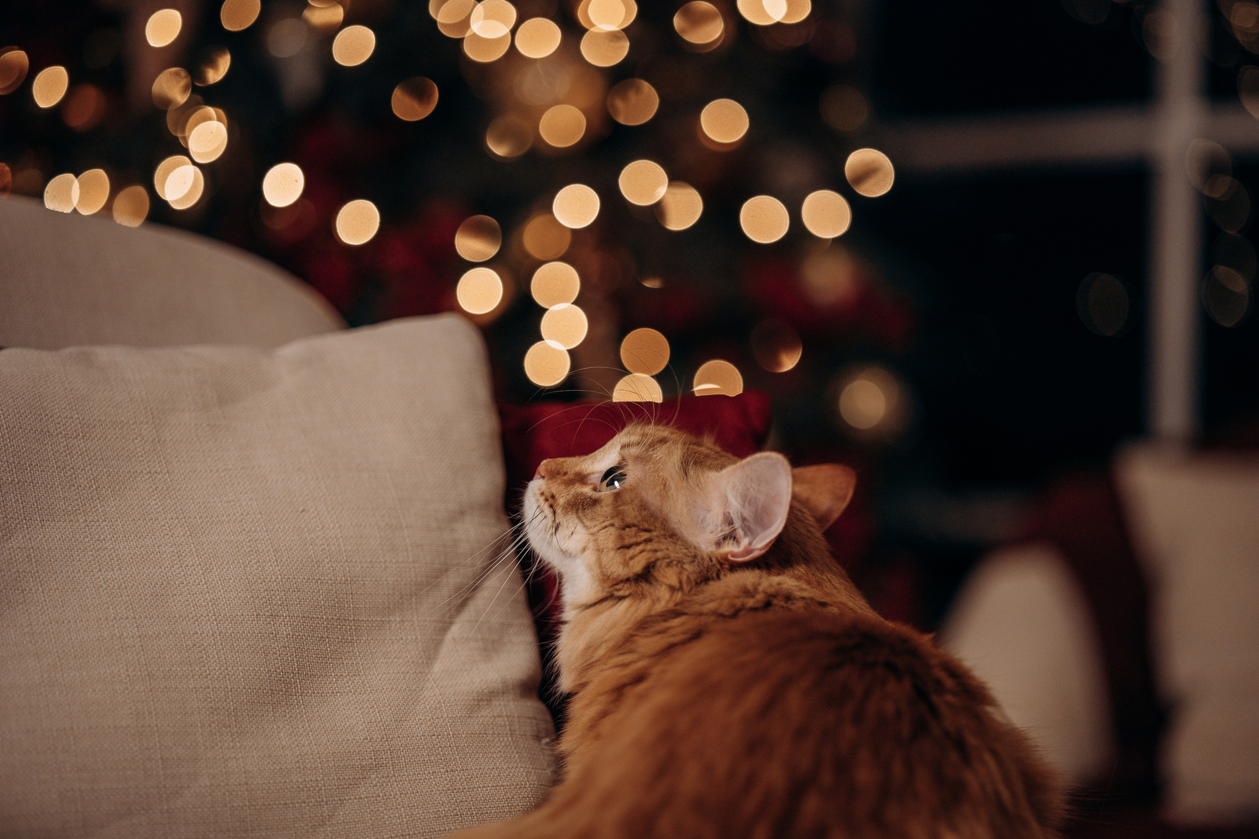 Эля и Франц. Фотограф — Анималист | Санкт-Петербург