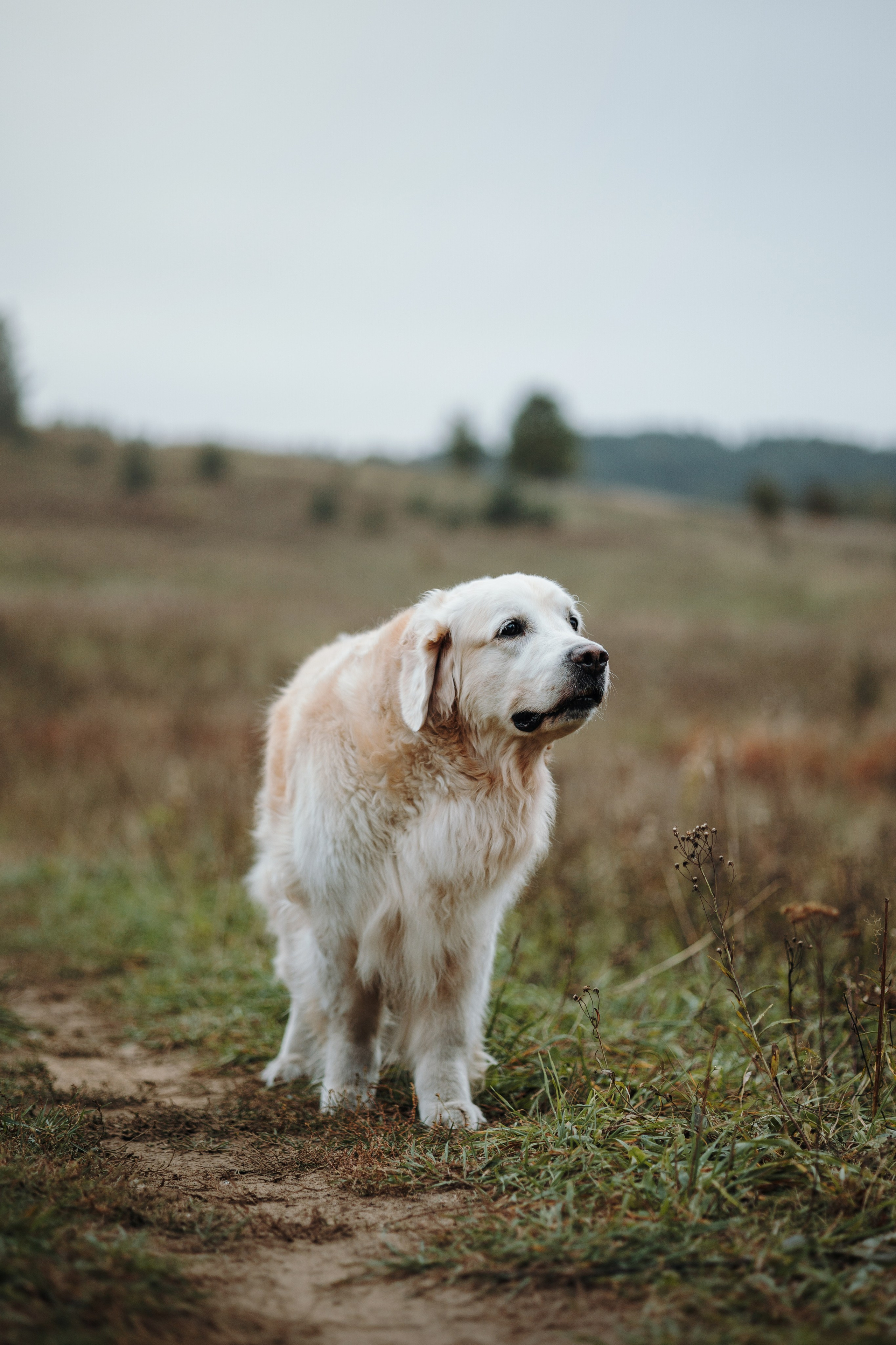 Света и Том. Фотограф — Анималист | Санкт-Петербург