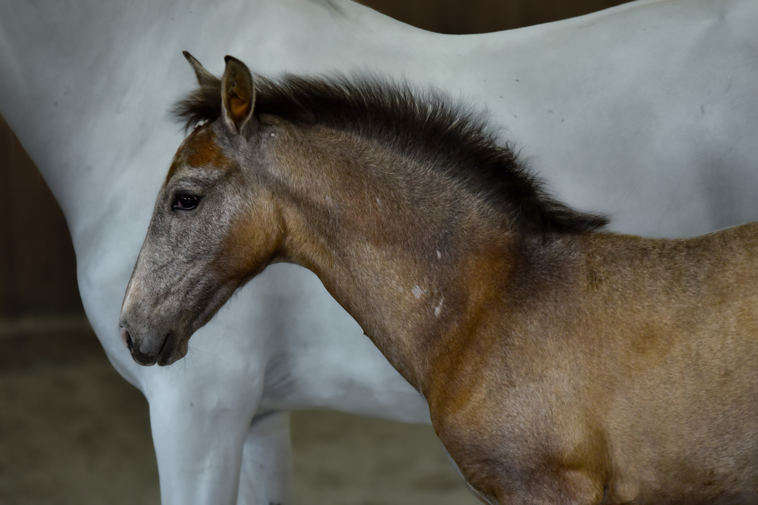 Лошади на свободе, съемка лошадей, экстерьерная съемка, фотосессия