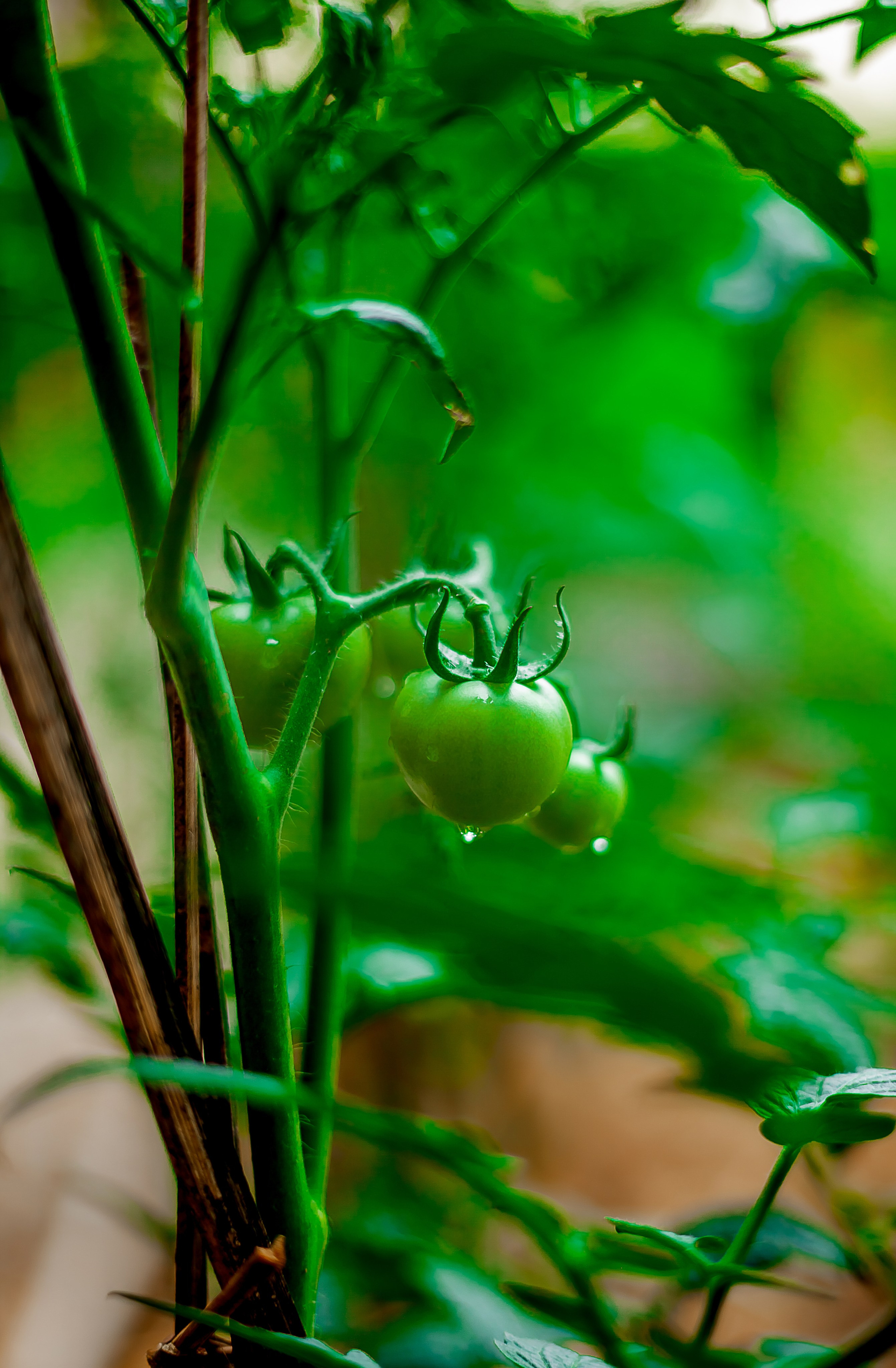 Репортажный фотограф Ялта. Репортажный фотограф Ялта