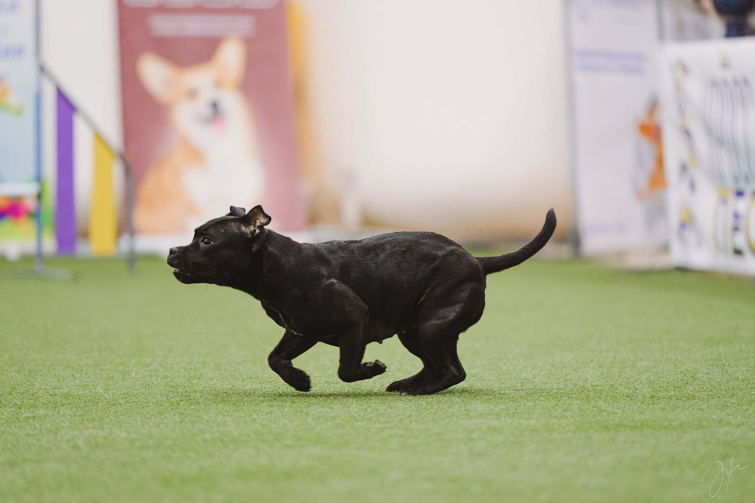 Тсахик. BLGKV питомник собак