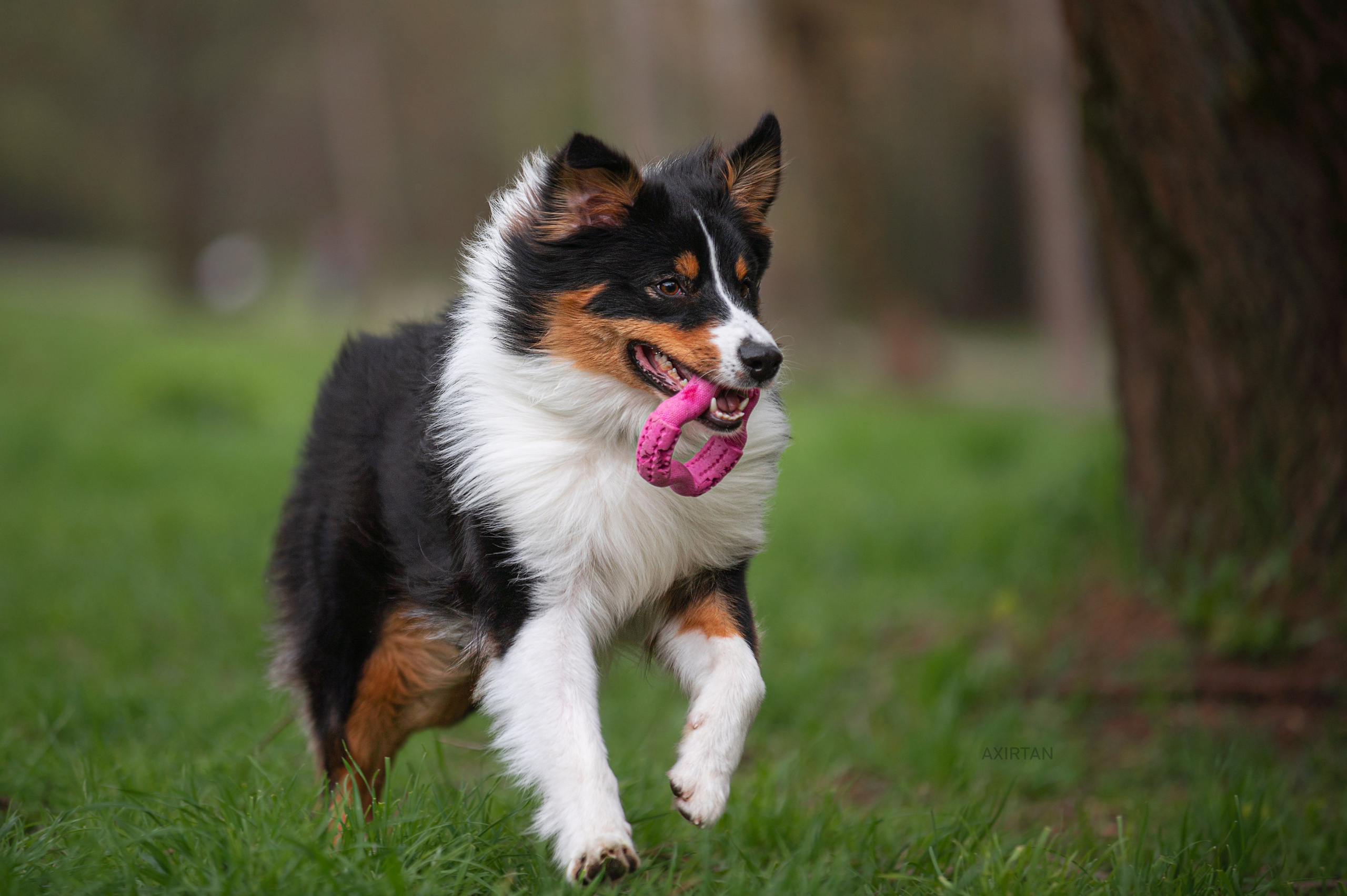 Рем. BLGKV питомник собак