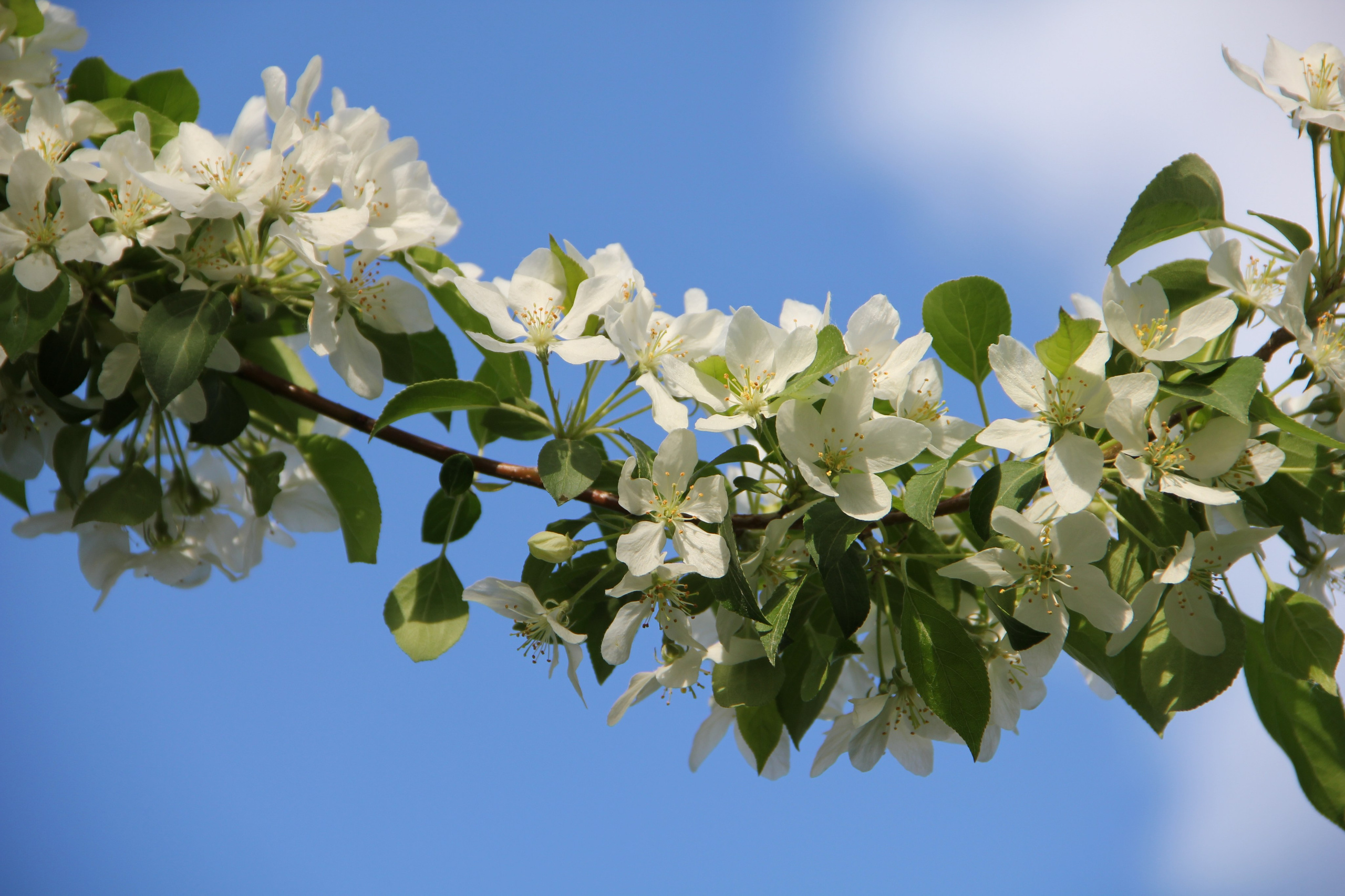 Весна. Ваш фотограф Северск | Томск
