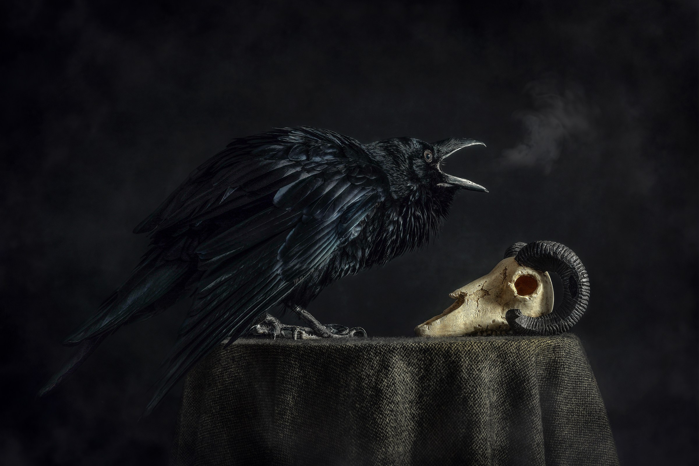 Ваш питомец. Портфолио