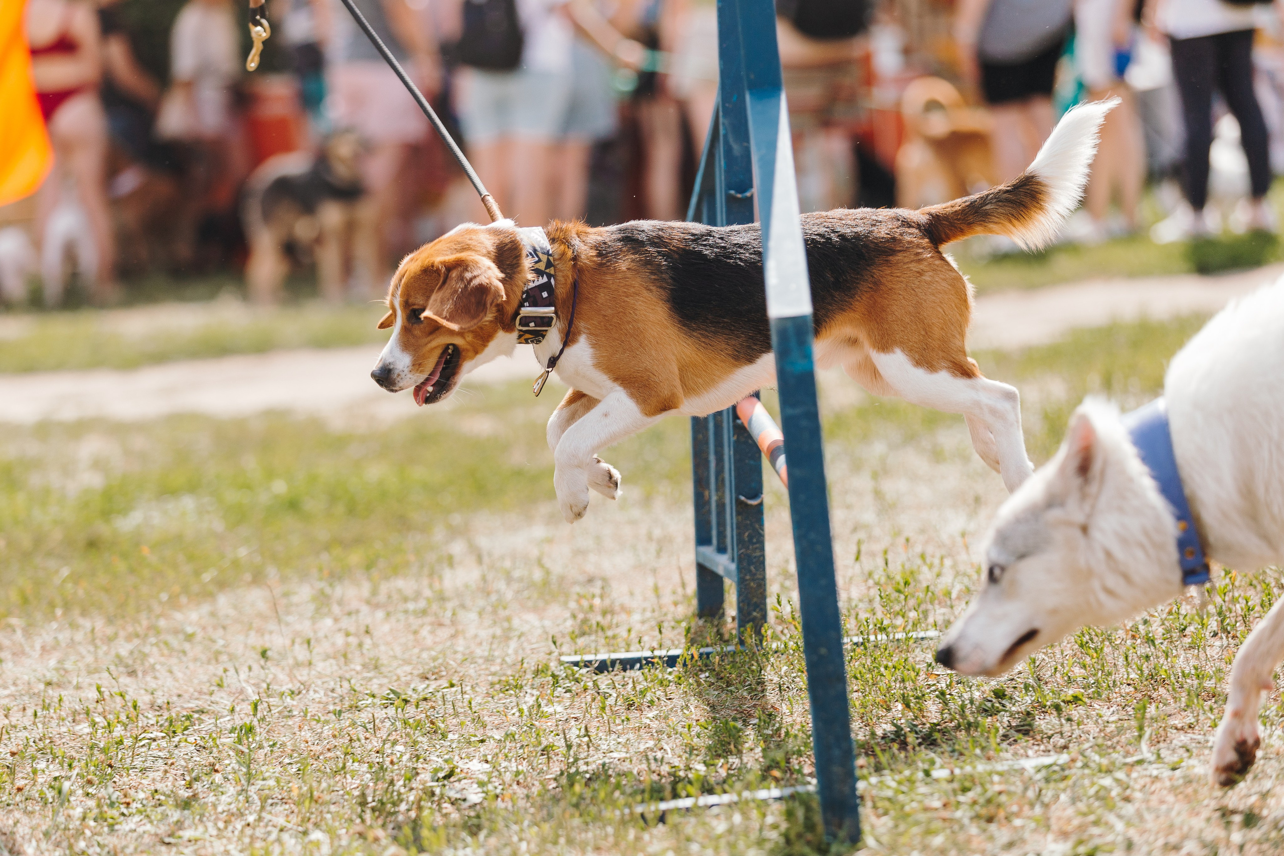 Petshop Sup day. Фотограф анималист Кристина Карпова, Москва