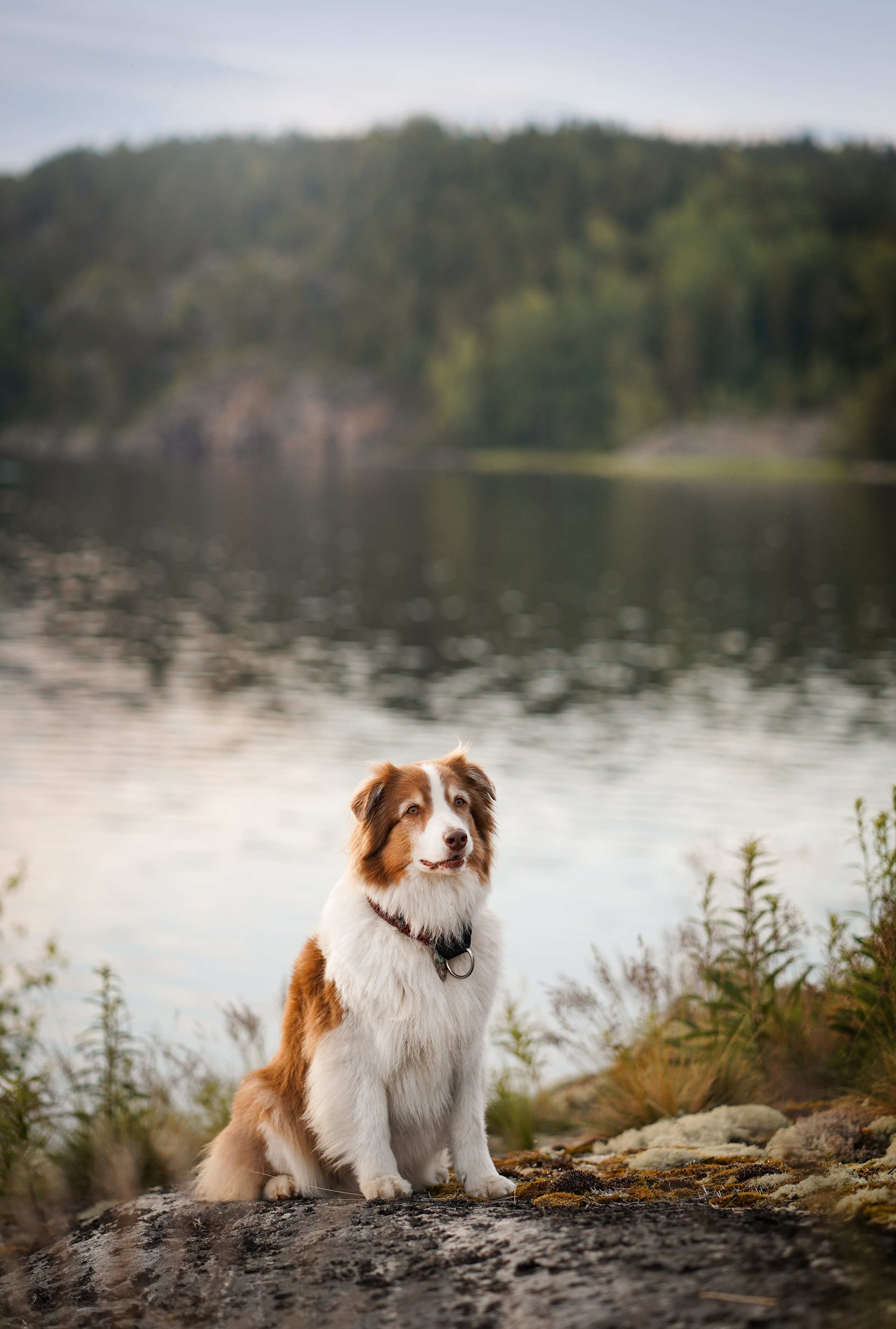 Карелия. Фотограф-анималист в Санкт-Петербурге Яна Мартынова