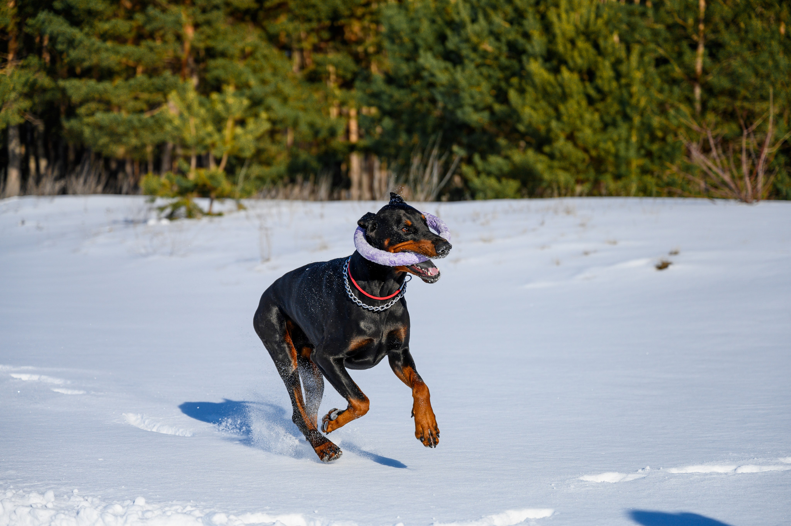 Доберман Рэн. Bazarkom-photo.ru Фотограф Виктор Оськин в Старом Осколе