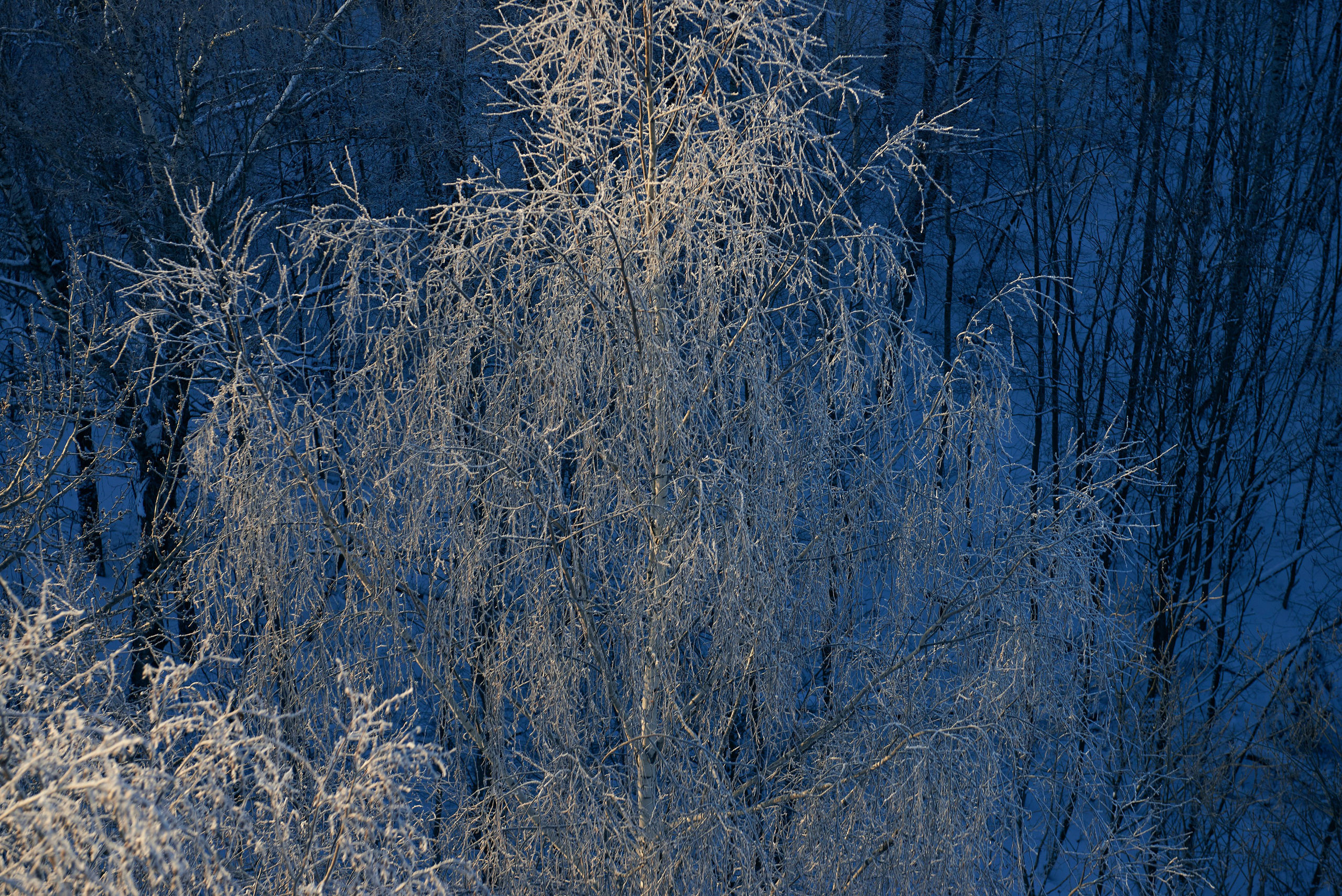 «Яблоки на снегу» Дмитров, 07.01.2015. Лови небо! Дыши небом!