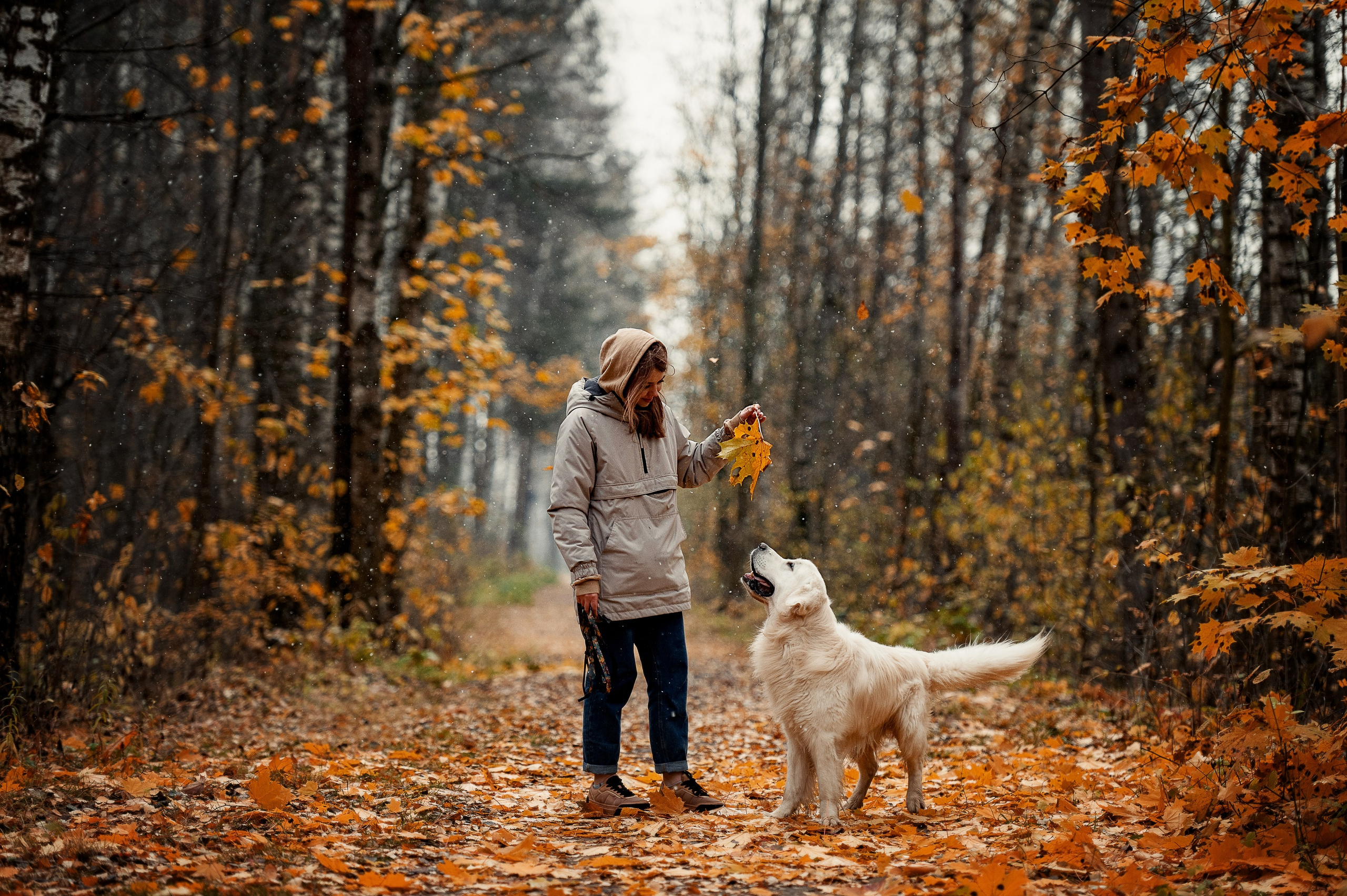 Айс и золотая осень. Фотограф-анималист