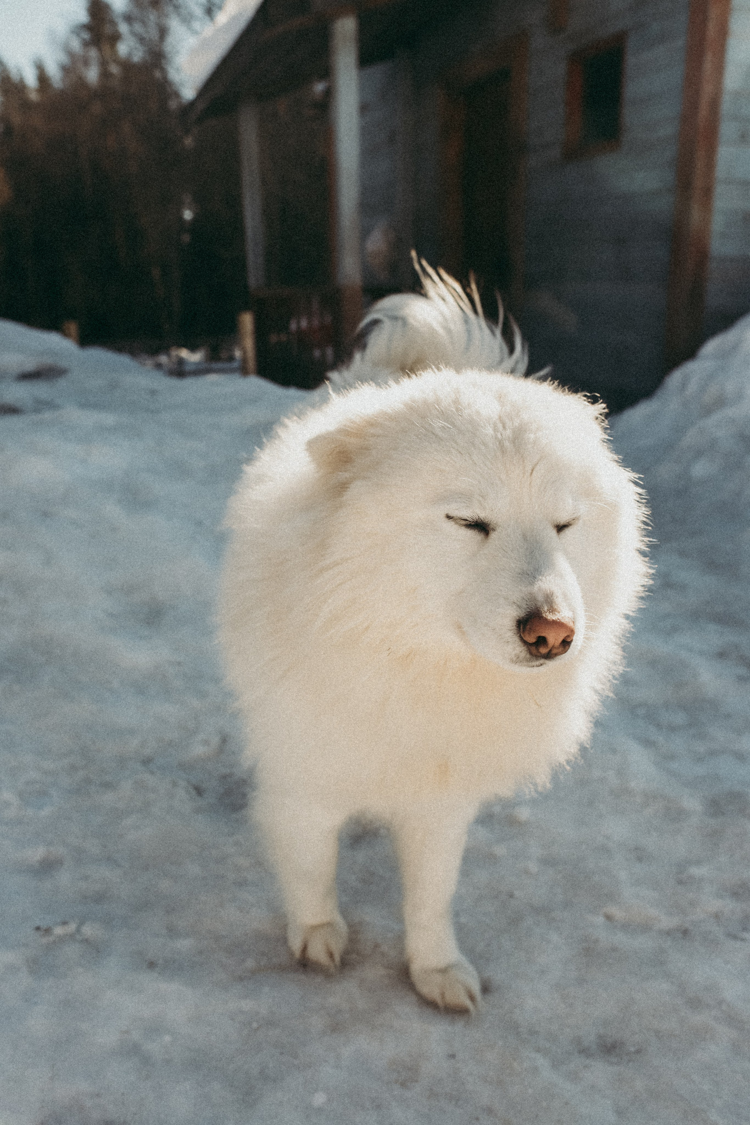 Ферма. Фотограф Москва и Санкт-Петербург