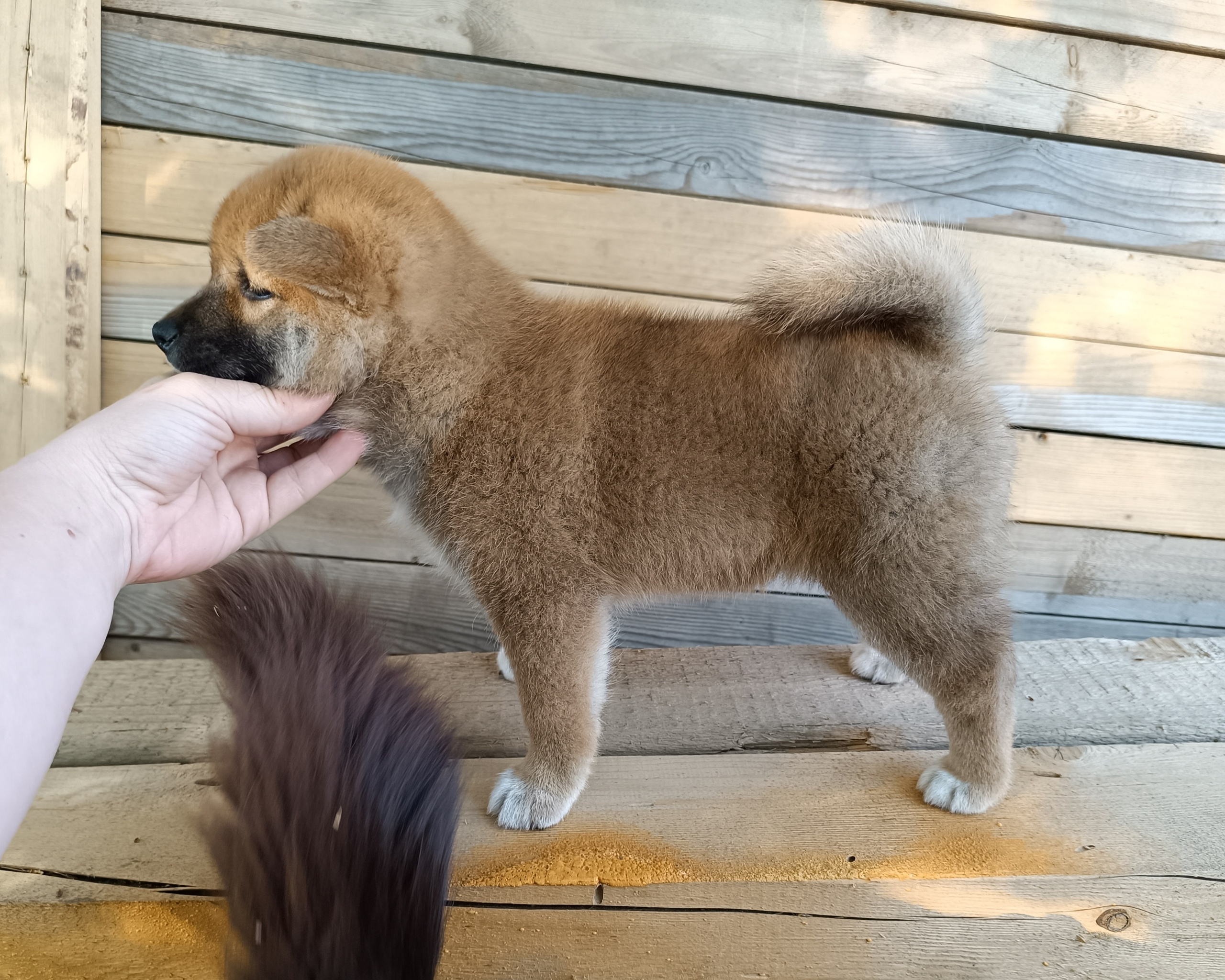 сиба питомник Рубилайт щенки на продажу rubylight  сиба щенки купить СПб Санкт-Петербург