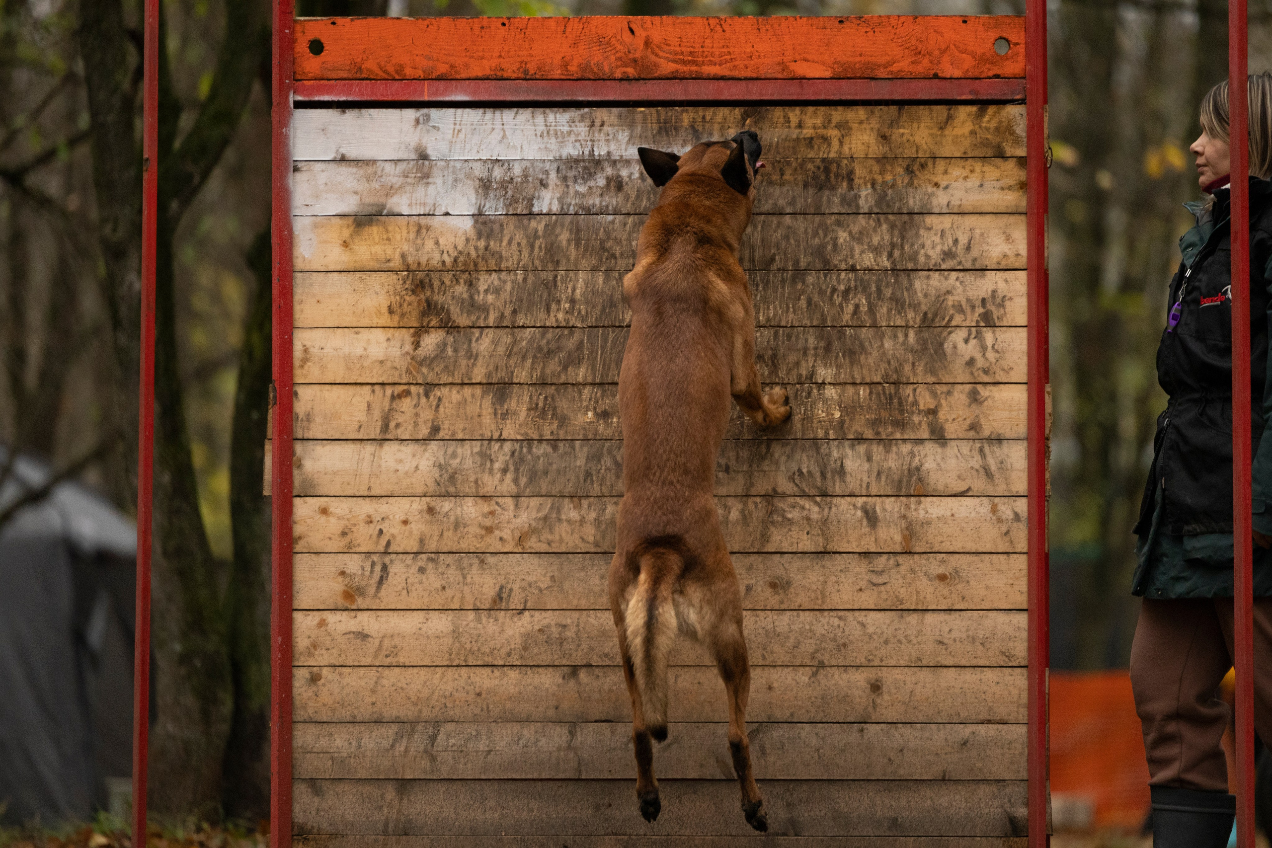 Соревнования по Мондьорингу г. Вологда. Фотограф-анималист Анна Маринич