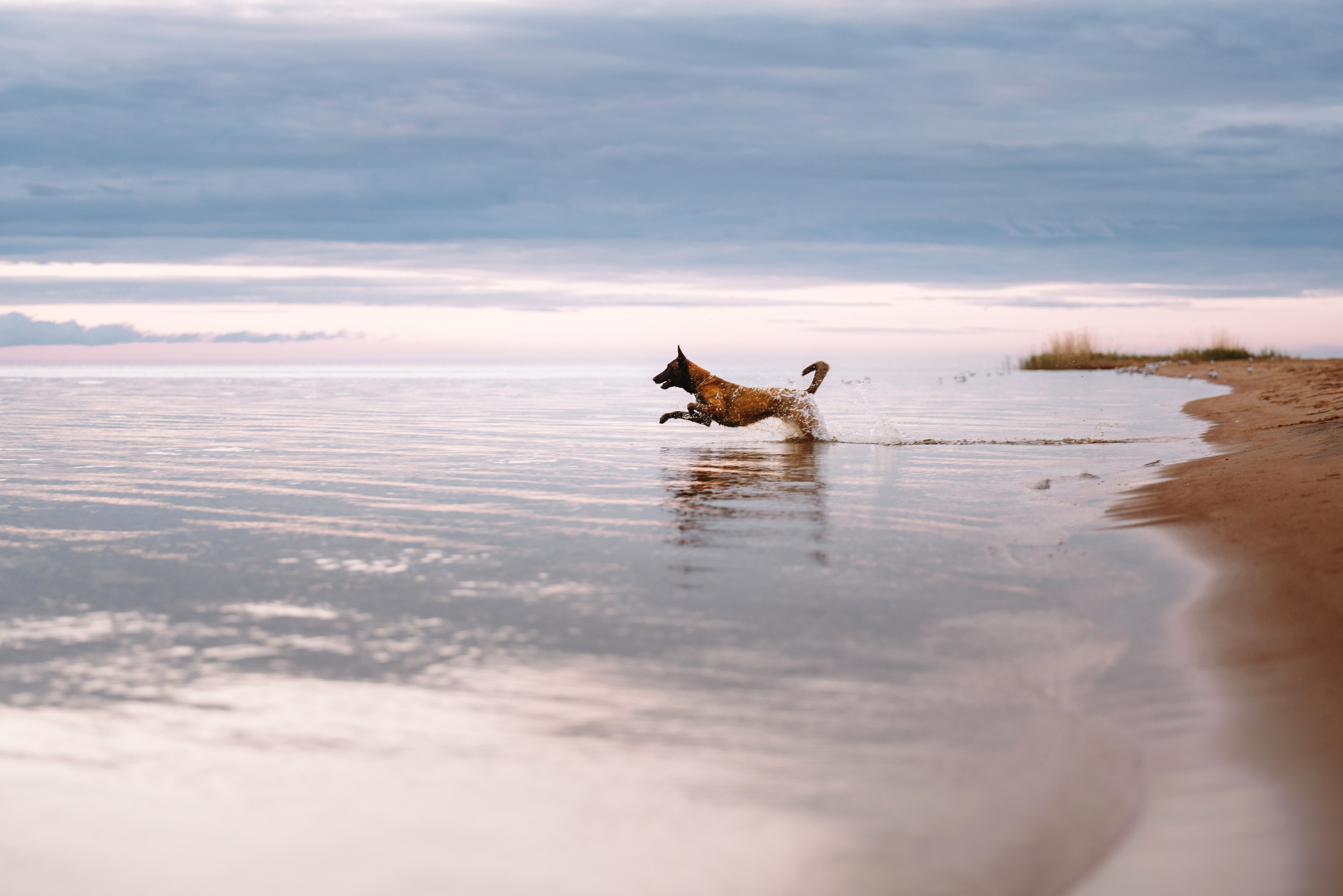 Раш. Фотограф анималист Осипчикова Мария
