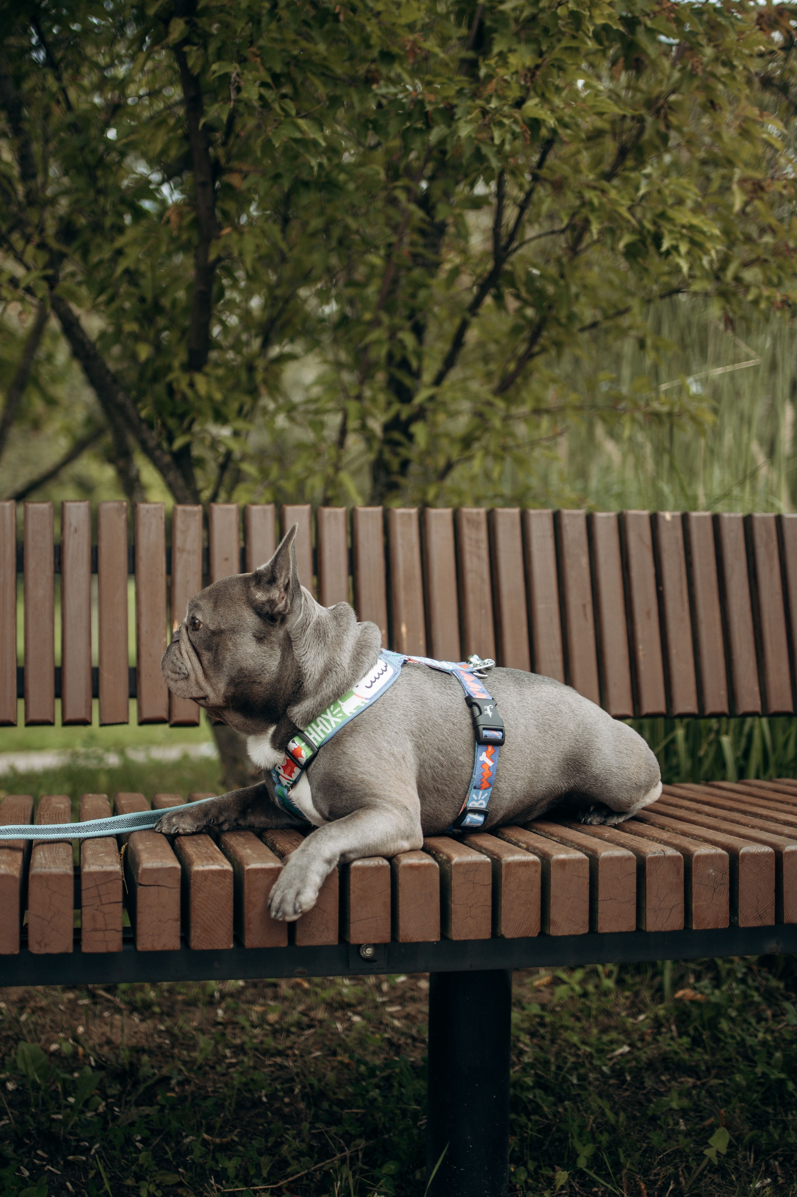 Грей и его семья