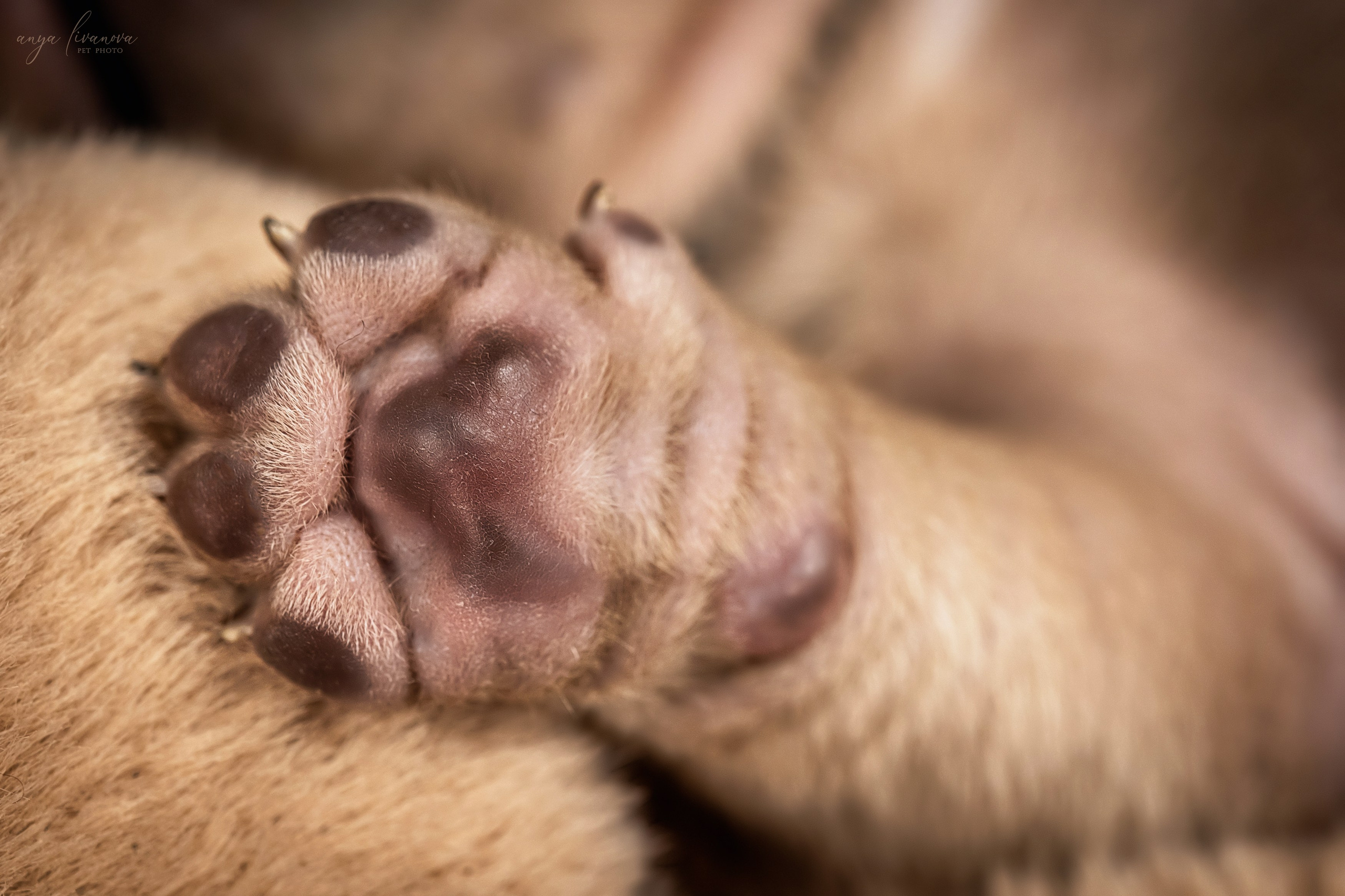 Амбулли. Фотограф анималист Аня Ливанова | Рыбинск
