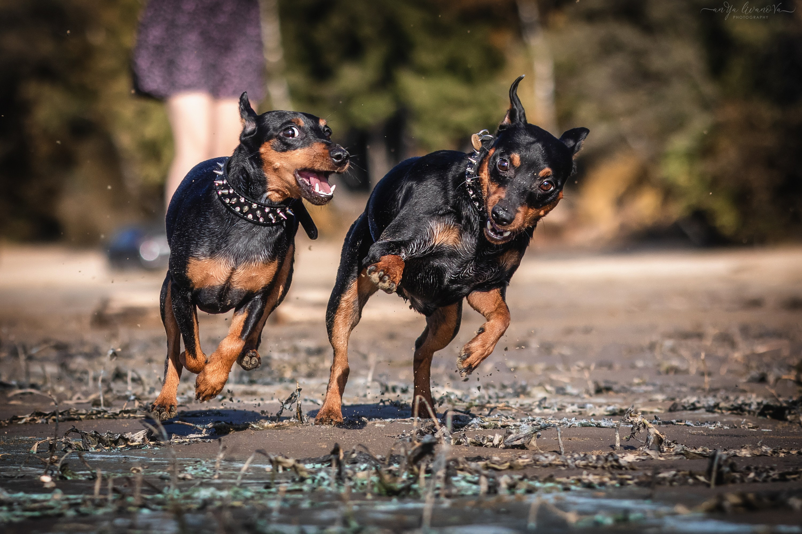 Мия — Тайсон — Марси и Лена. Фотограф анималист Аня Ливанова | Рыбинск