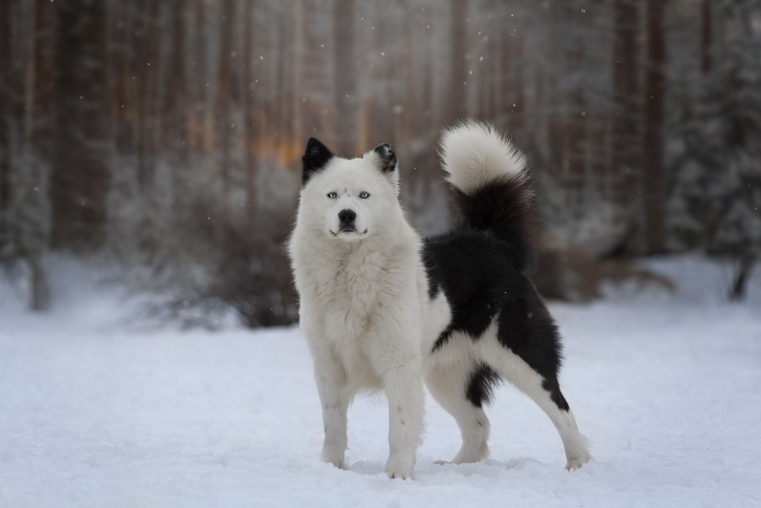 Фотосъёмка собак. Семейный и анималист фотограф в Переславле Анастасия Гусева