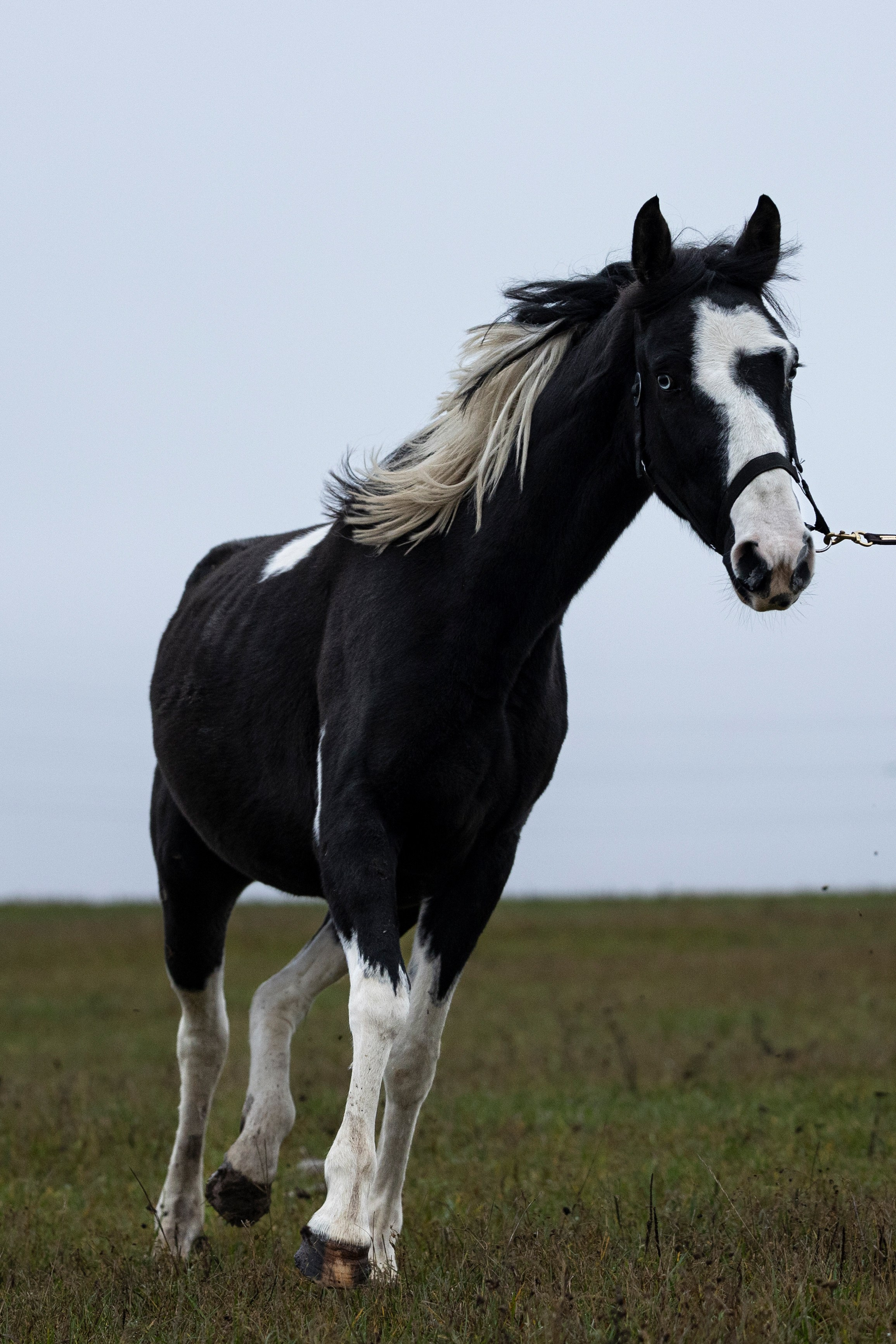 Дракарис и Кейси. Фотограф-анималист Анна Маринич