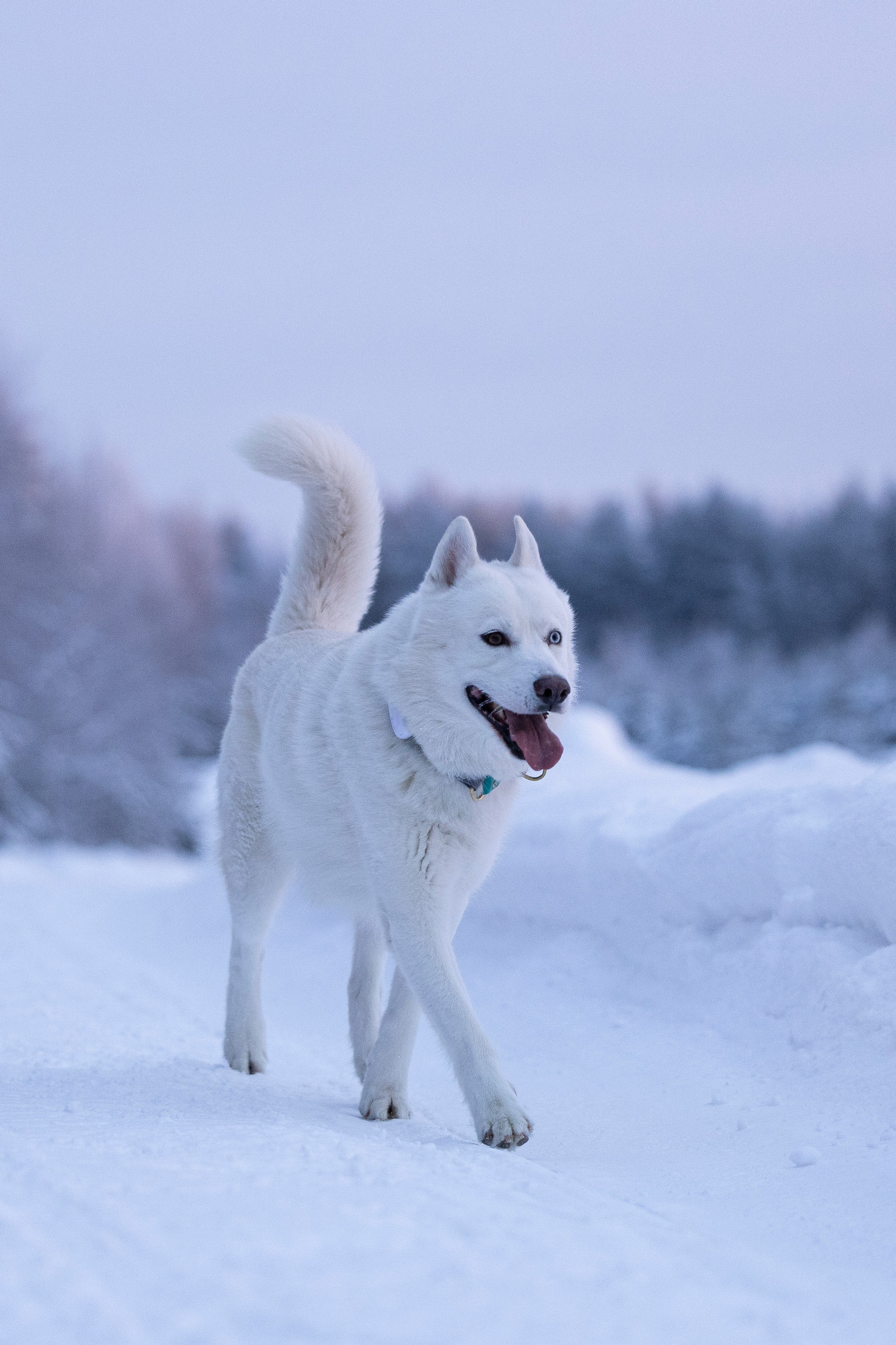 Суоранда. Фотограф-анималист Анна Маринич