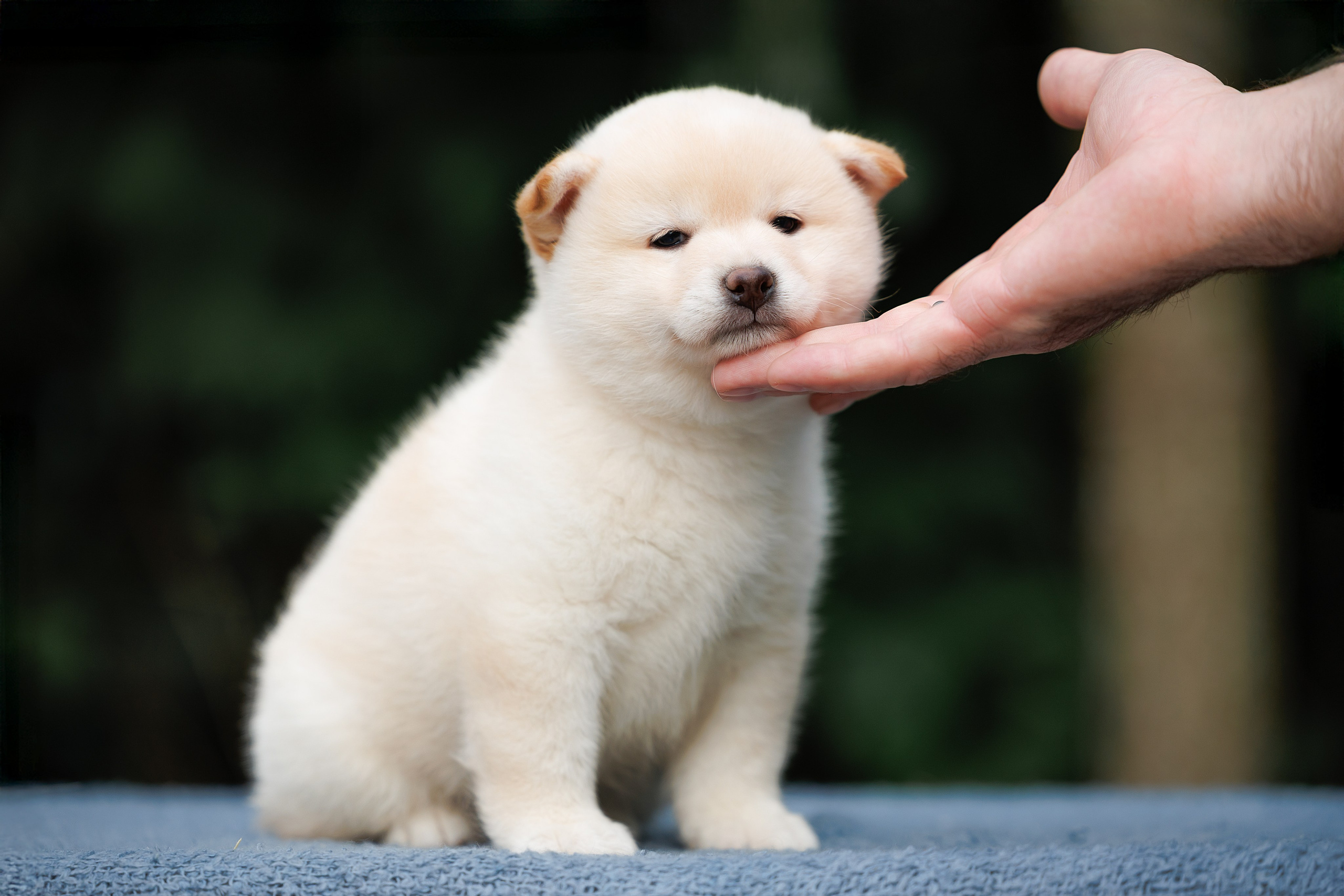 Портфолио: Фотосъёмка щенков в Москве и области — трогательные моменты. Фотограф-анималист и бренд-фотограф в Москве | Фотография собак, людей, бизнес-портрет
