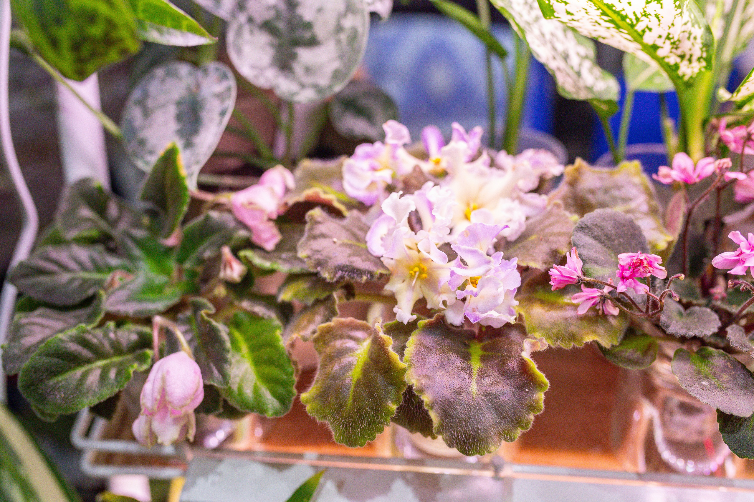 Монстериум 11–12 октября. Александра Куликова фотограф, Москва