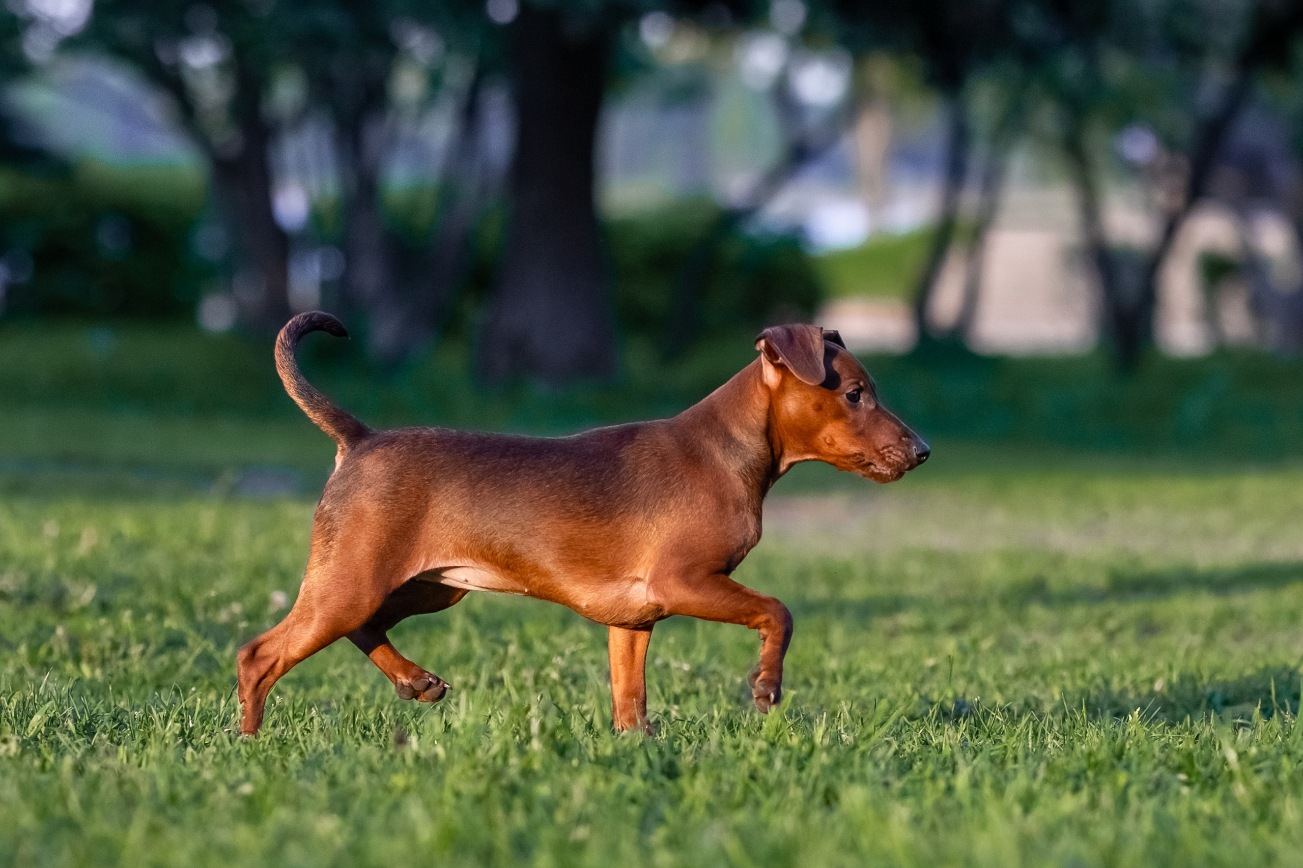 Пинчерята. Фотограф анималист Аня Ливанова | Рыбинск