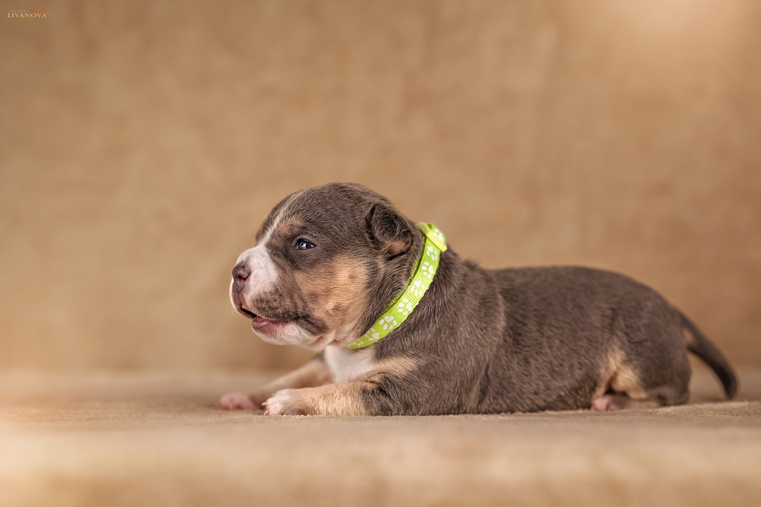 Амбулли. Фотограф анималист Аня Ливанова | Рыбинск