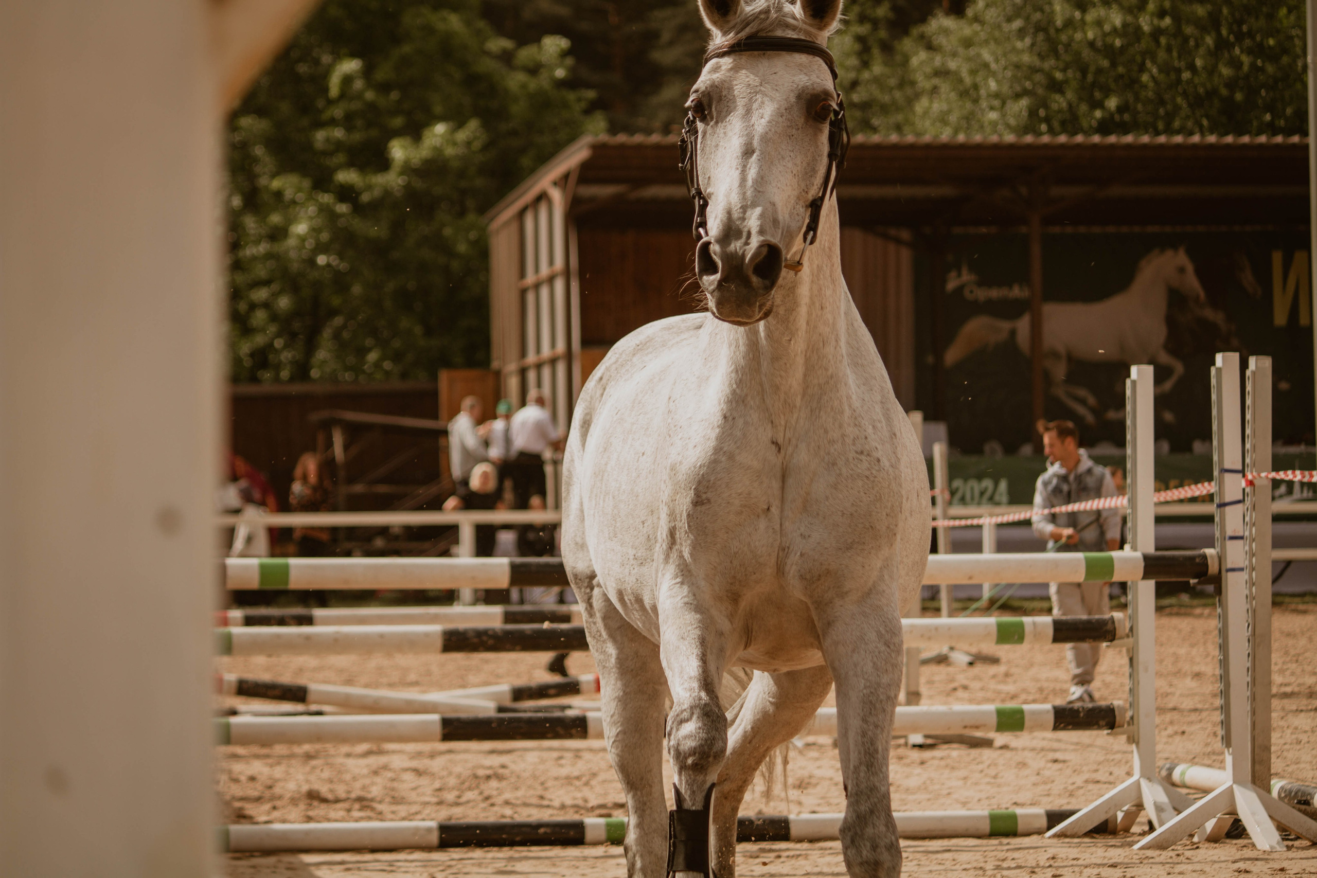 ИППОСФЕРА — Международная конная выставка. Создадим шедевр? Виталина и её фотоискусство