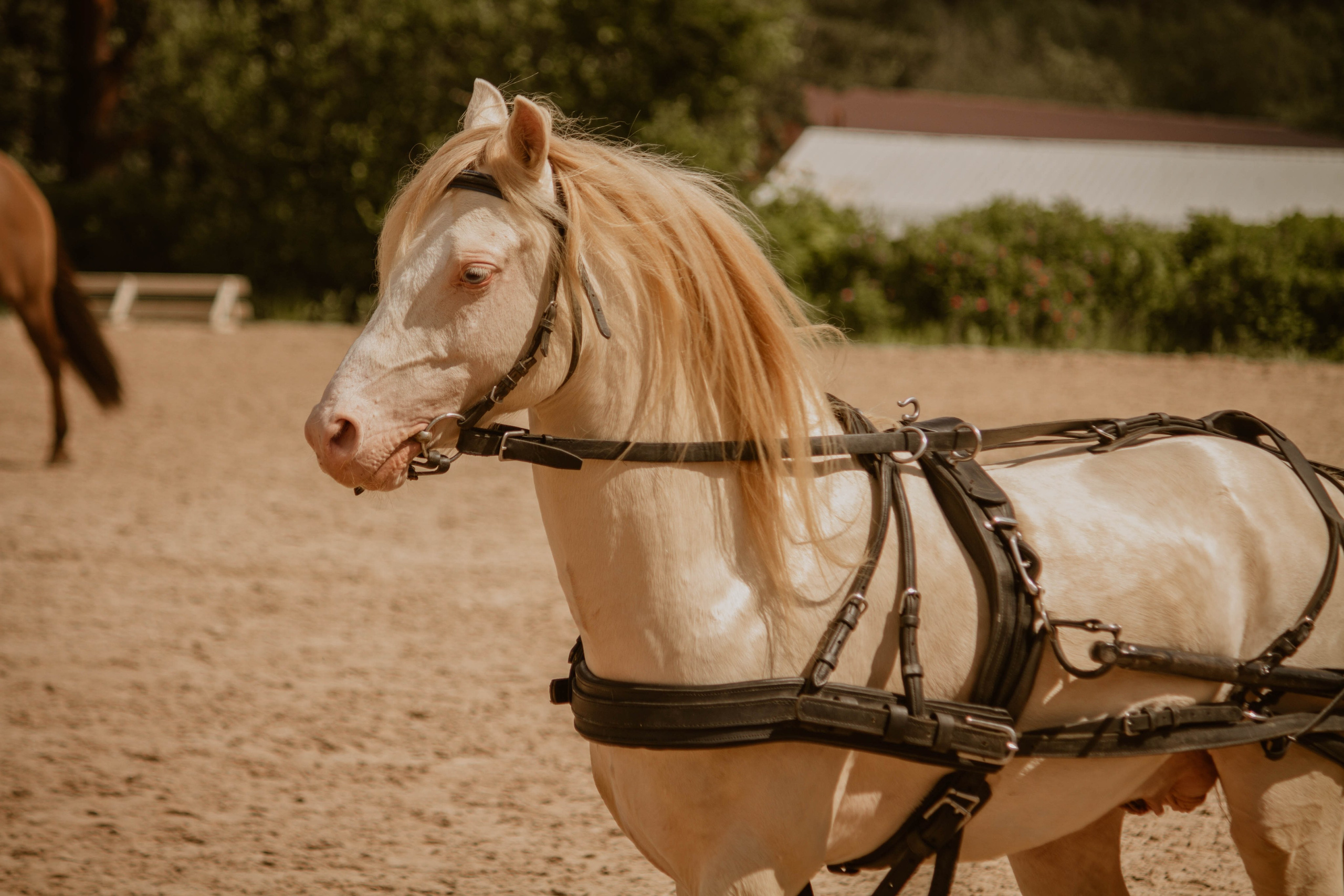 ИППОСФЕРА — Международная конная выставка. Создадим шедевр? Виталина и её фотоискусство