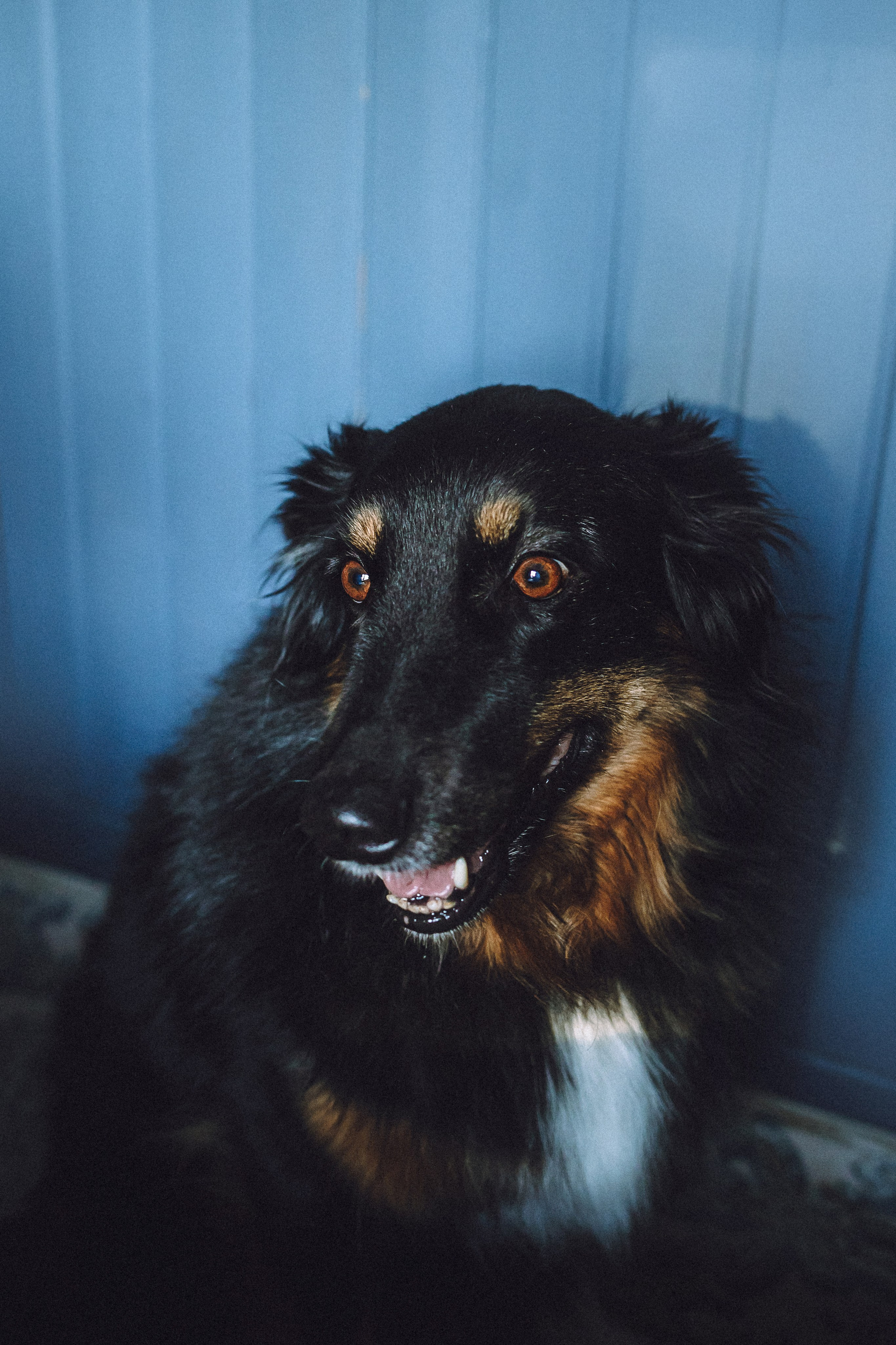 Плюш, Айса и их семья