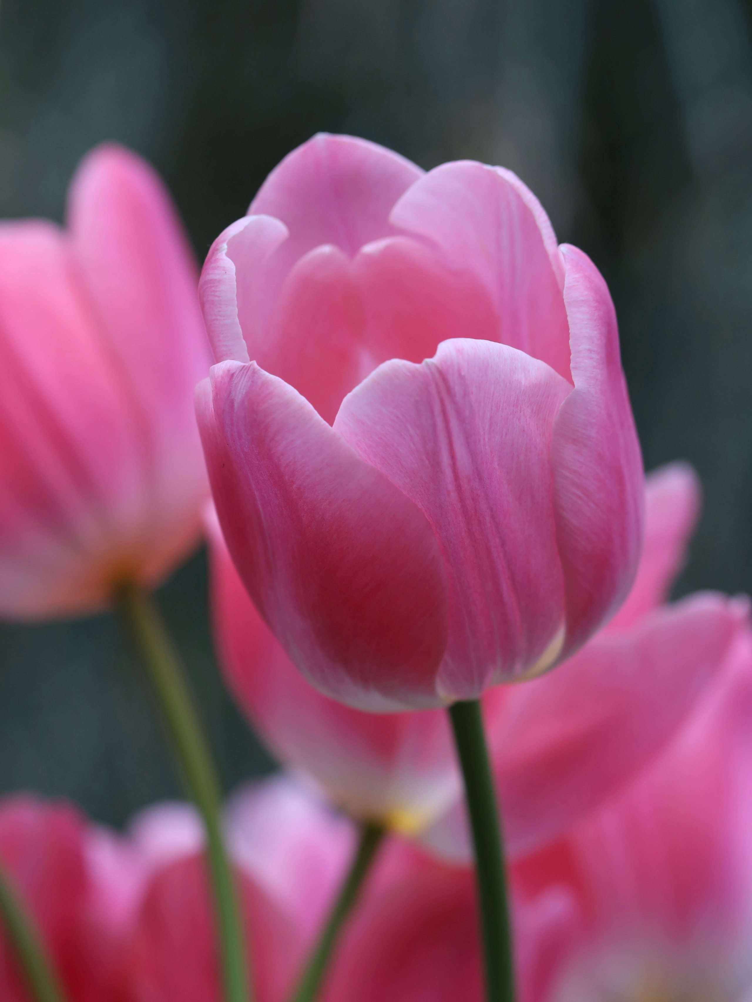 Фотографии весенних цветов. Фотосессии и репортаж — Фотограф в Москве — Рина Серёгина