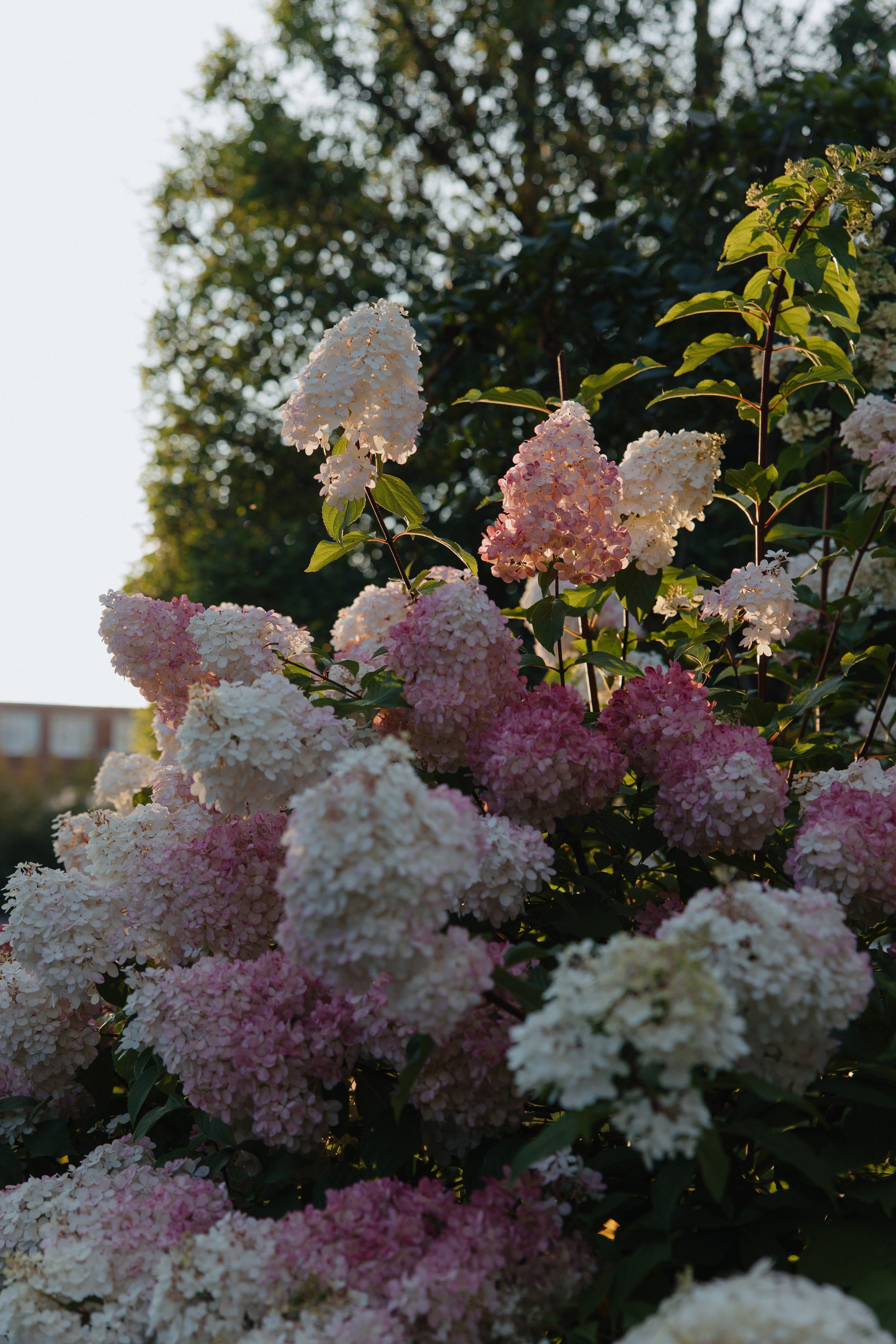 Саша и Катя. Свадебный фотограф Лопатин Василий
