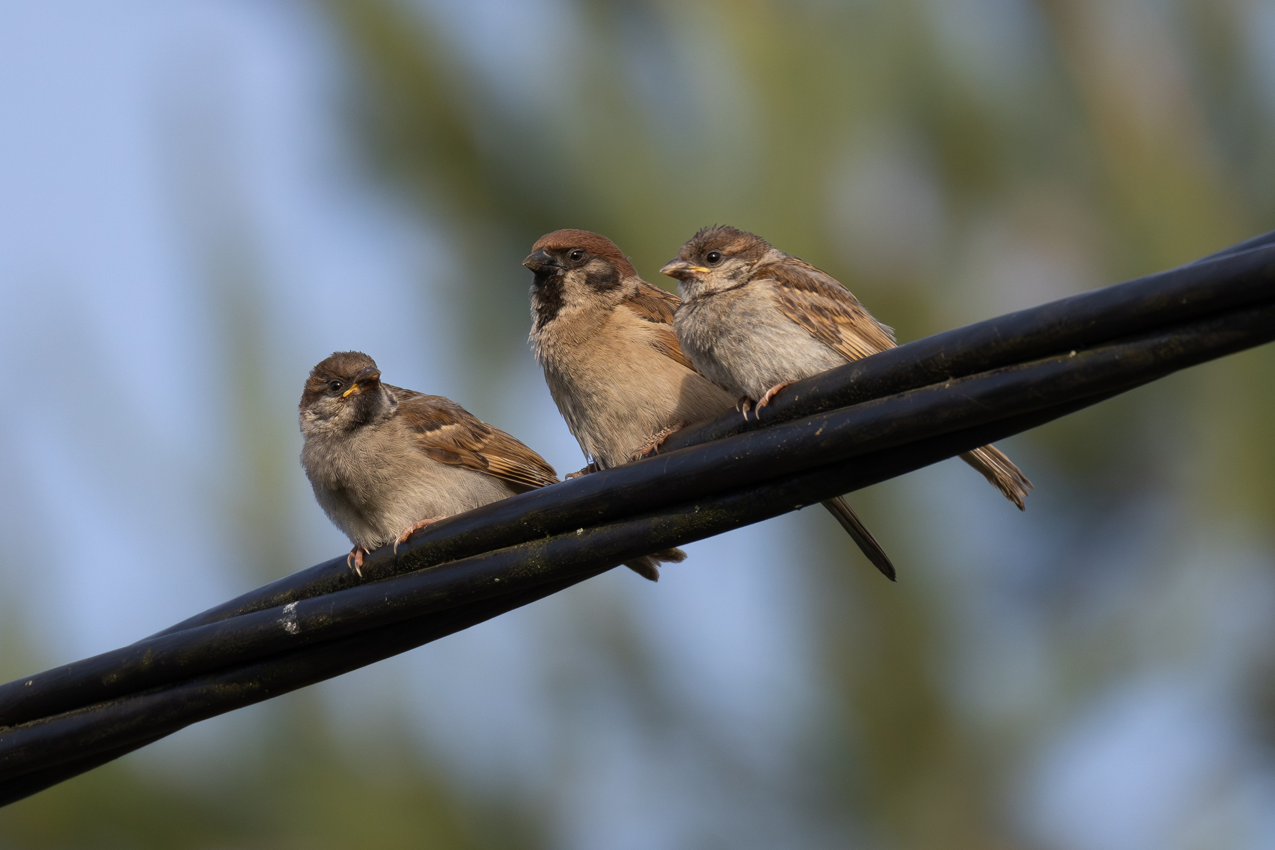 Птицы СНТ «Подлесье». Птицы парков г. Люберцы