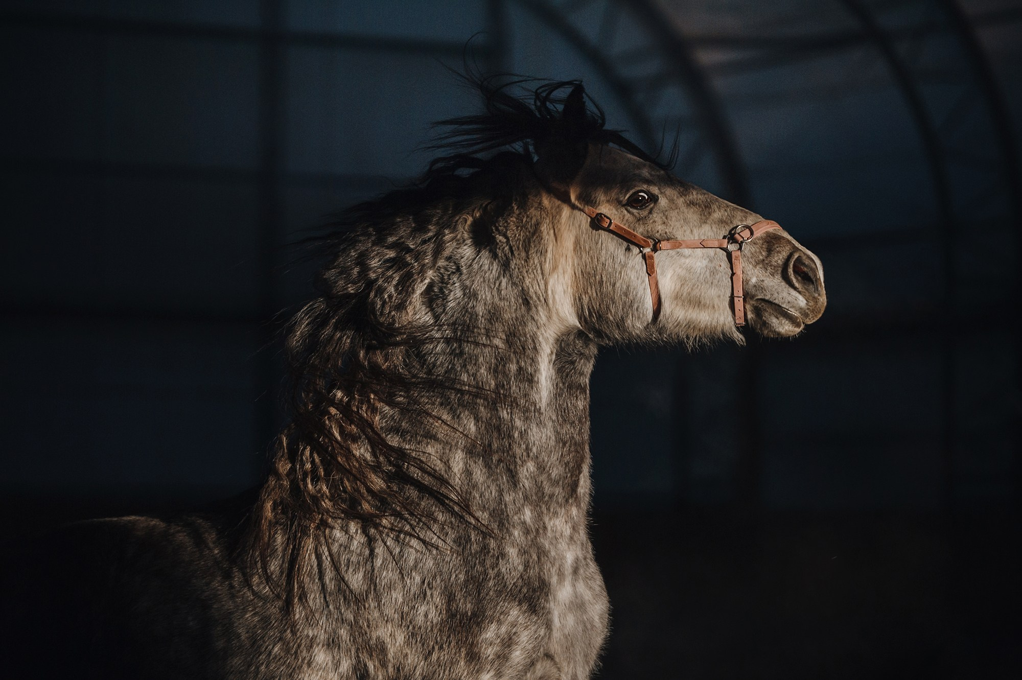 Питомец в кадре. Фотограф Анна Тюрина