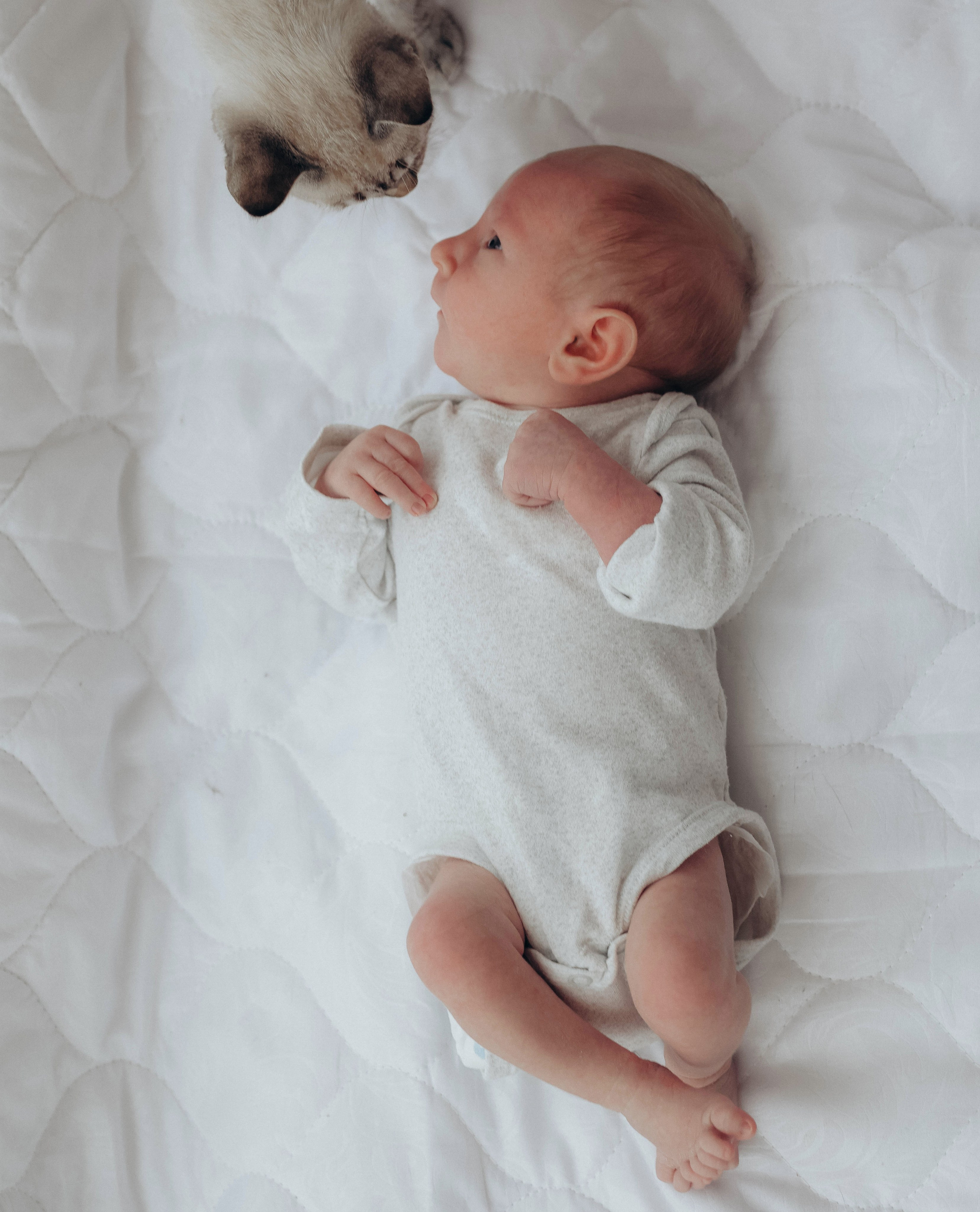 Любовь и котики. Мультифотограф Динара Ахмедзянова