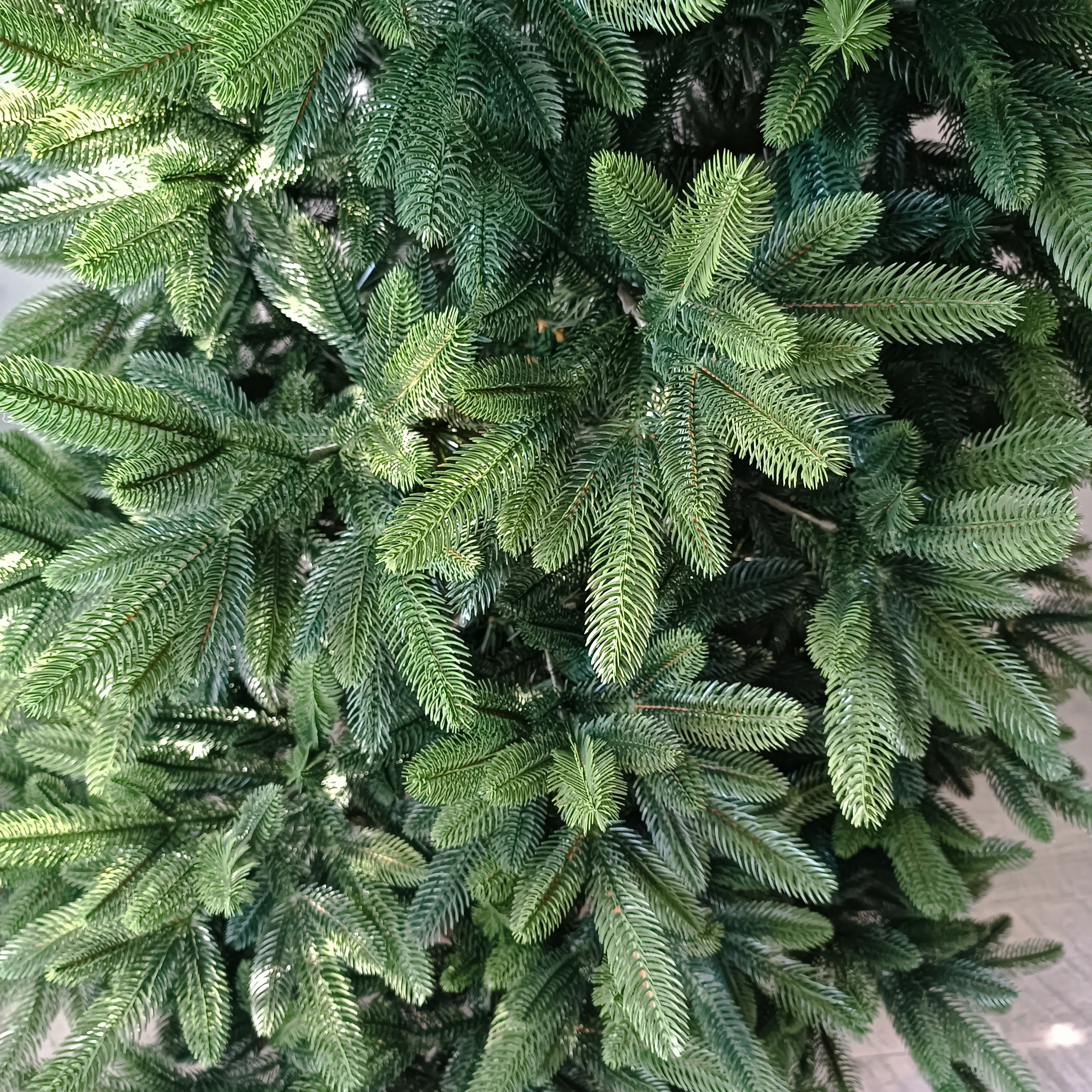 МИРАНДА. Elki_grodno