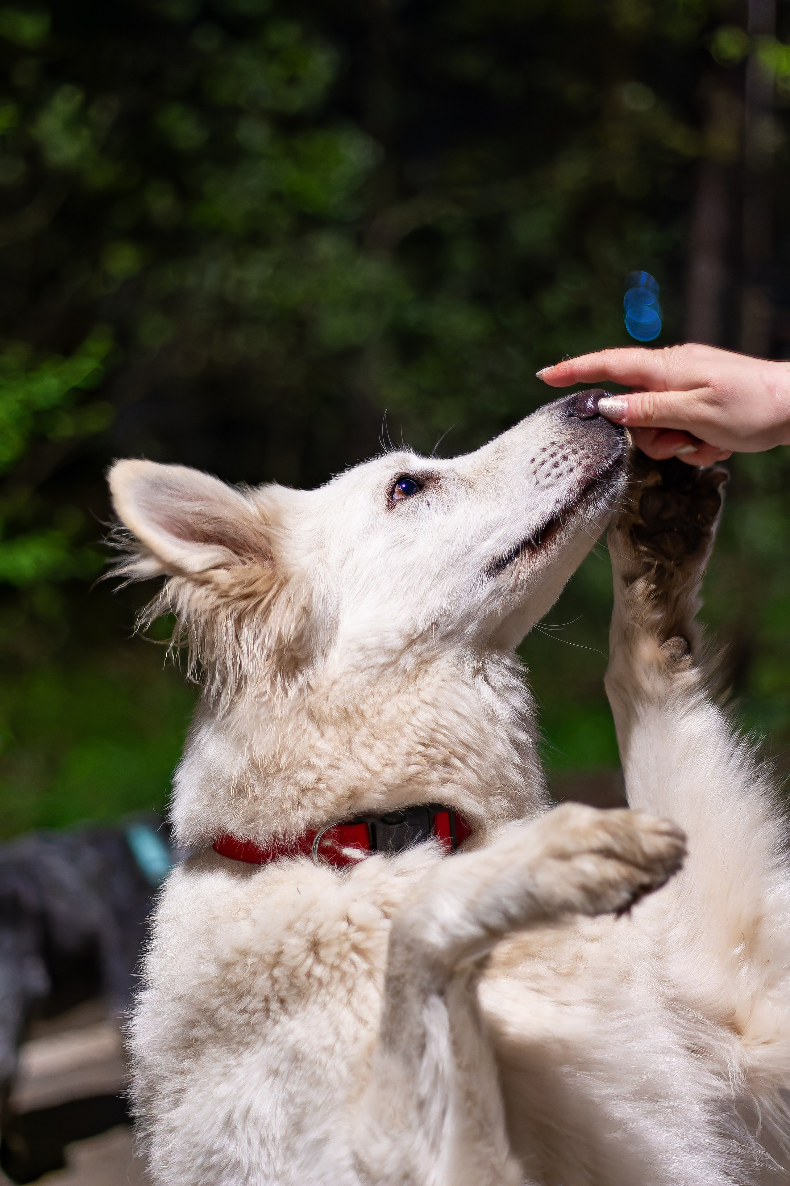 Я в душе волк!. Фотограф • Орехово-Зуево • Балашиха • TEFO