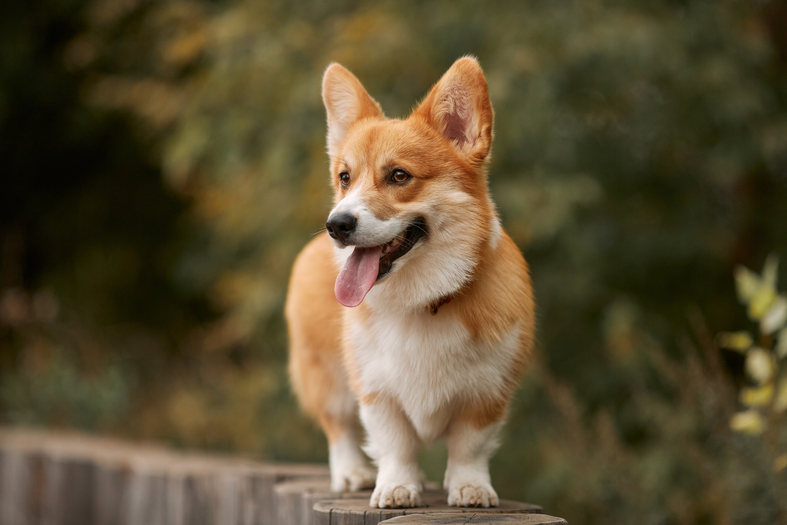 Фотограф-анималист Мартынова Анастасия