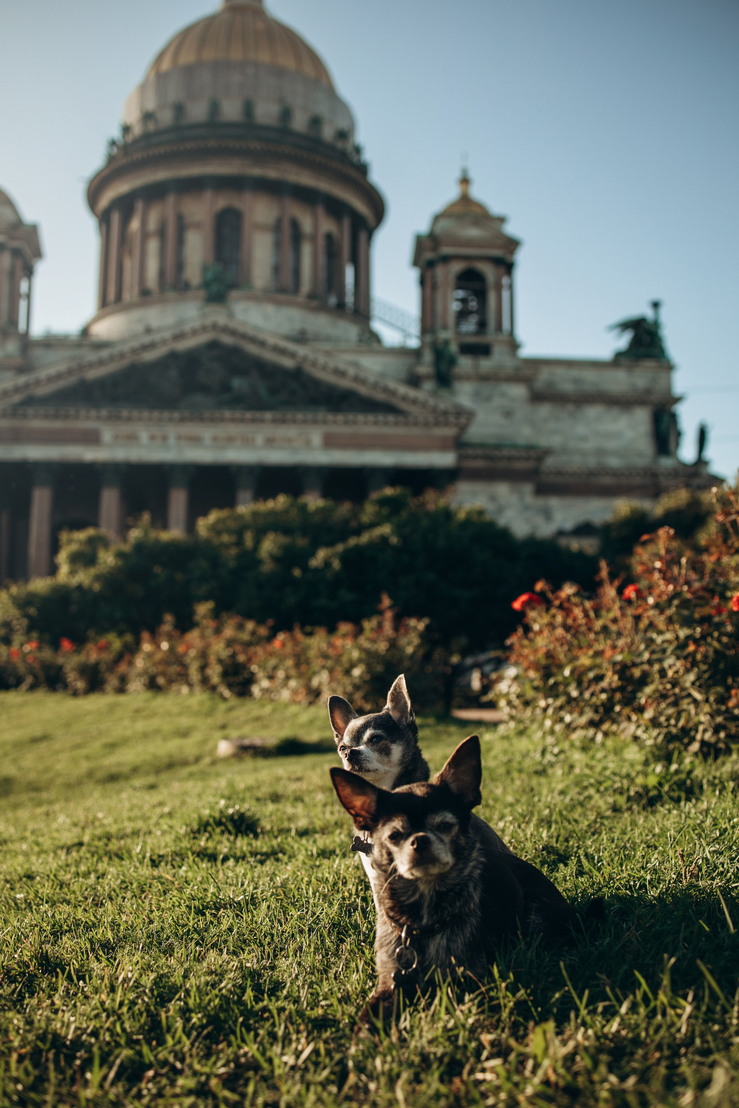 Даша и ее мальчики. Фотограф — Анималист | Санкт-Петербург