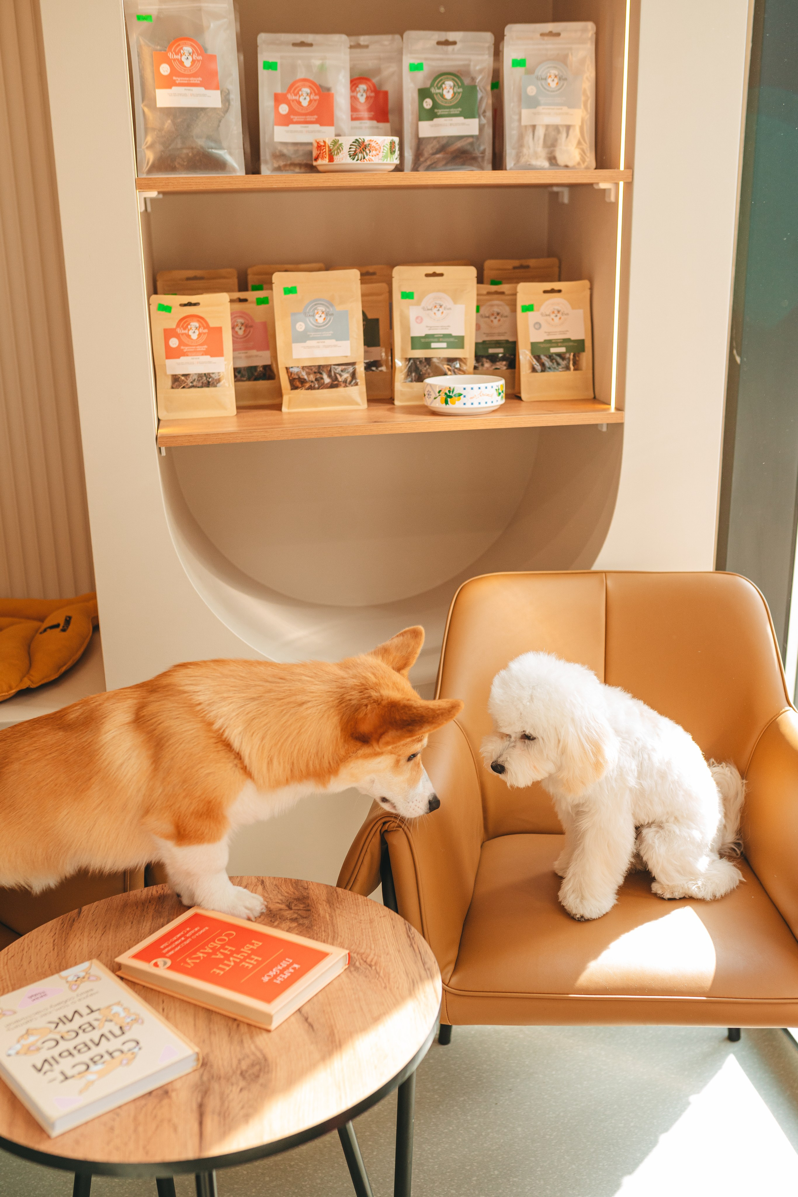 Груминг — салон. Фотограф анималист Осипчикова Мария